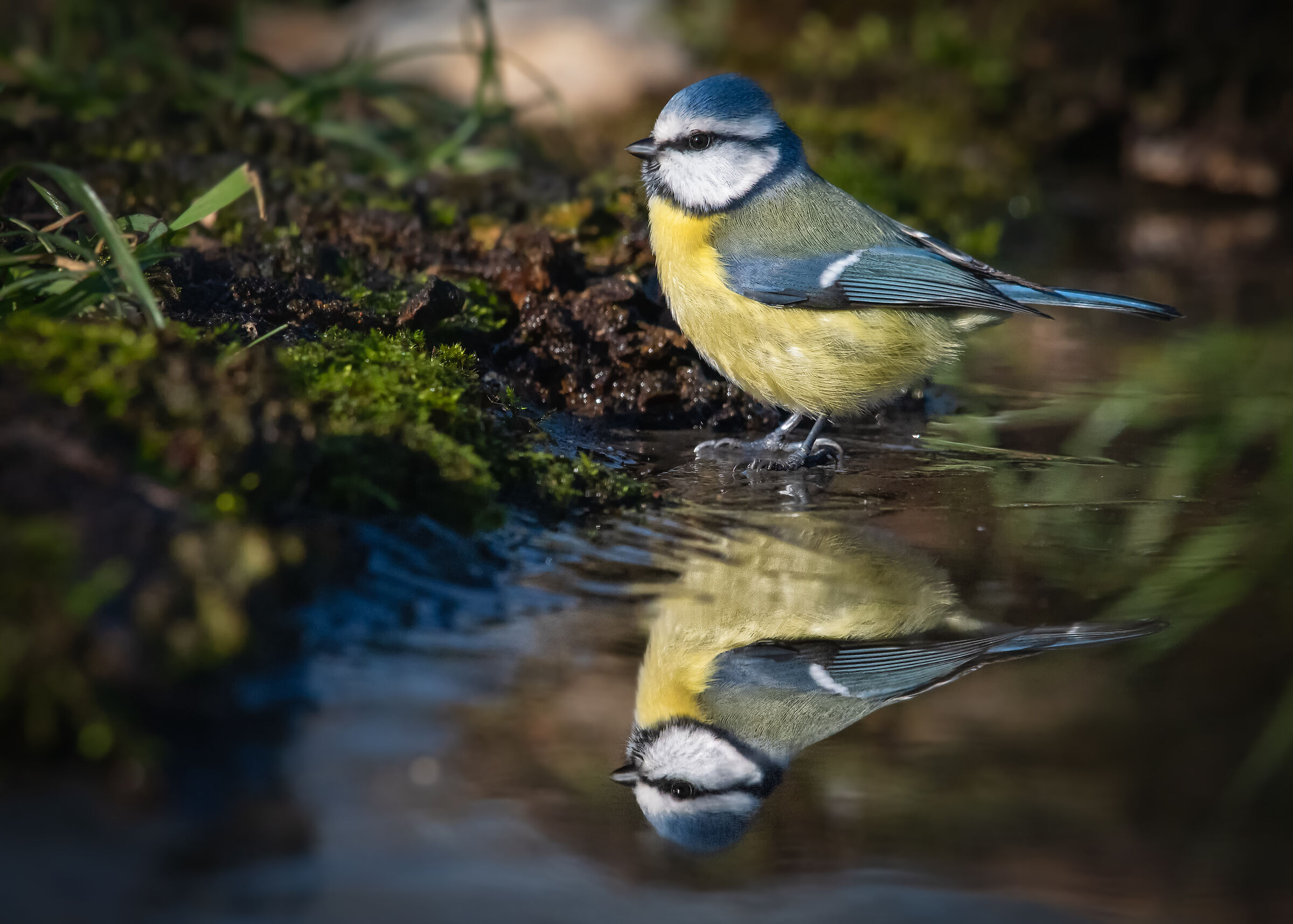 Cinciarella alla pozza