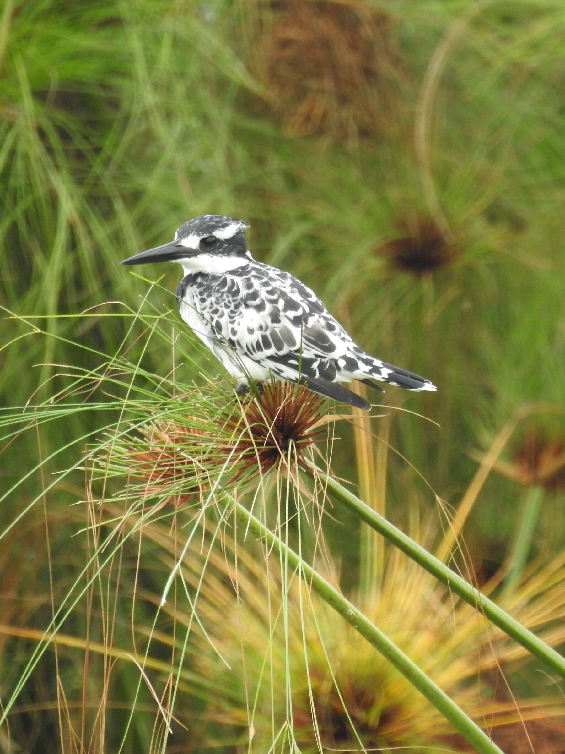 Martin Pescatore bianco e nero - Ceryle rudis
