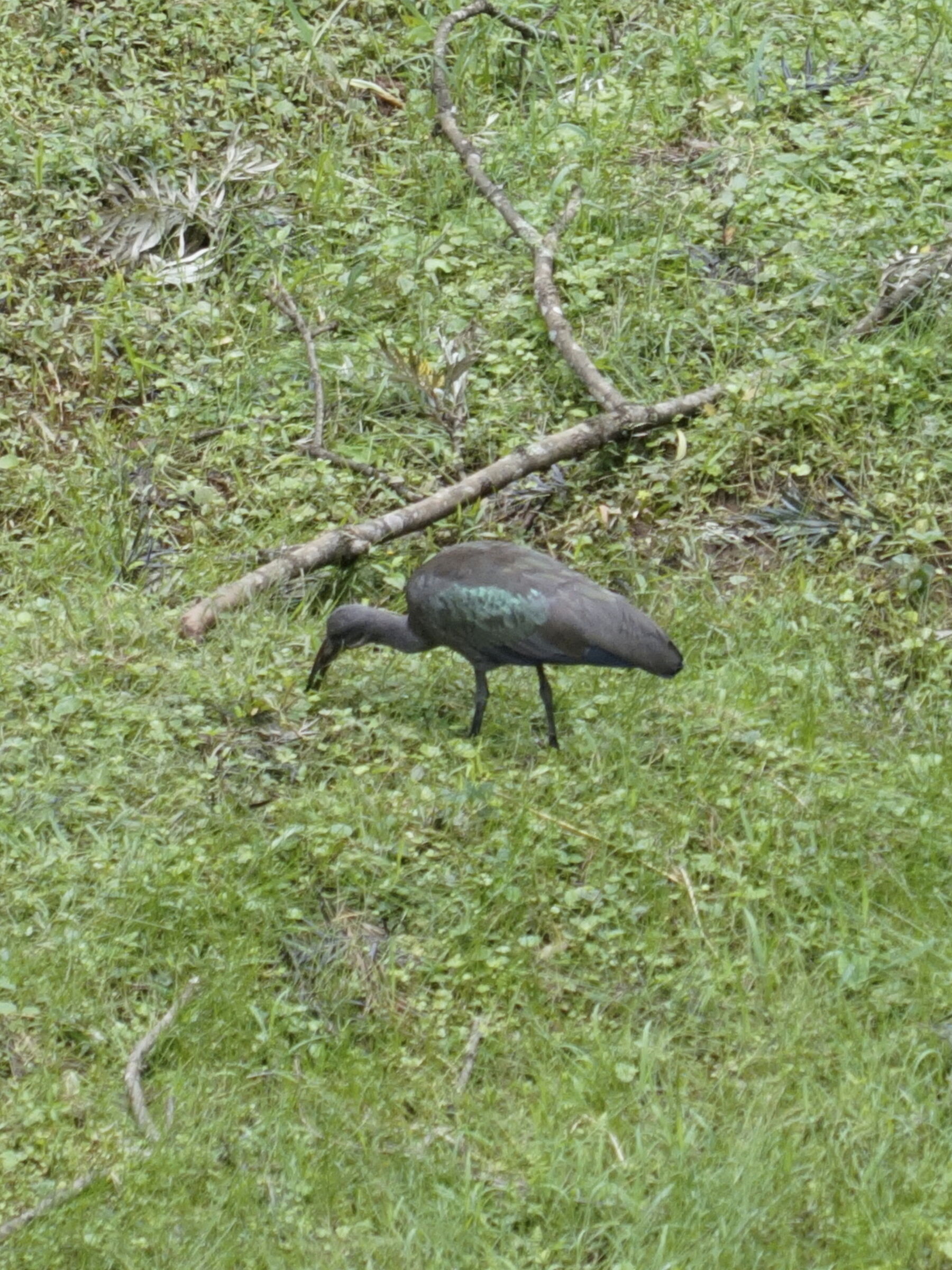 Ibis hadeda - Bostrychia hagedash
