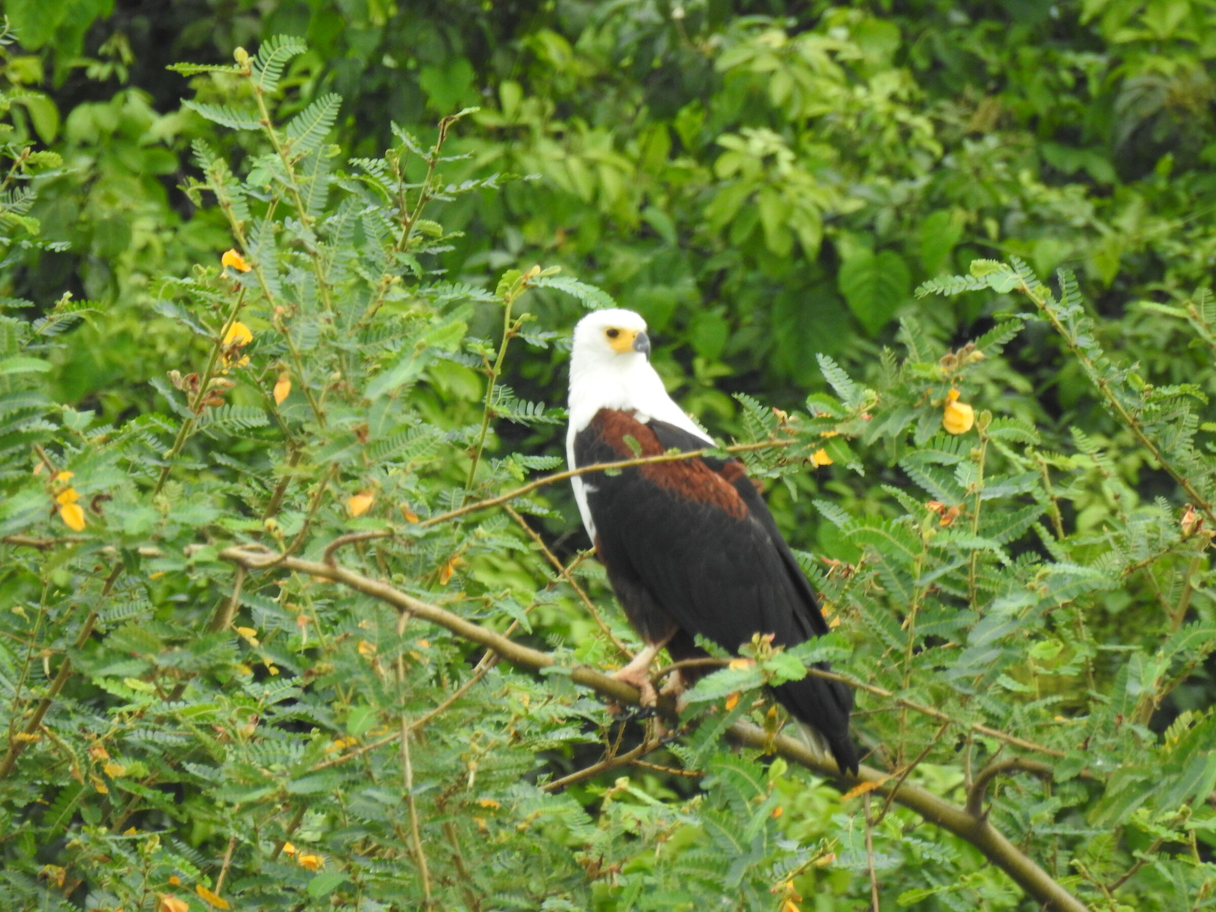 Aquila urlatrice - haliacetus vocifer