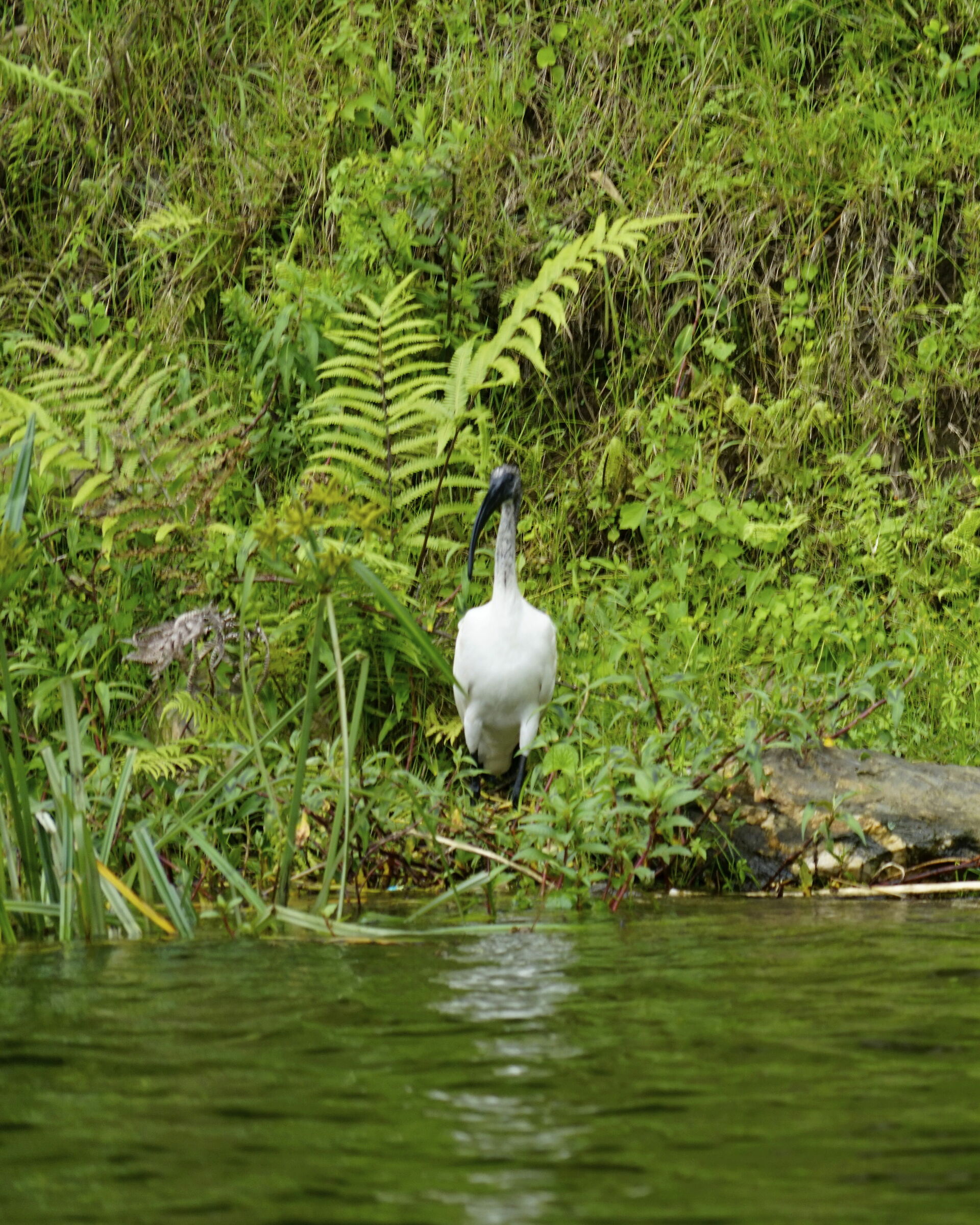 Ibis sacro africano - threskiornis aethiopicus