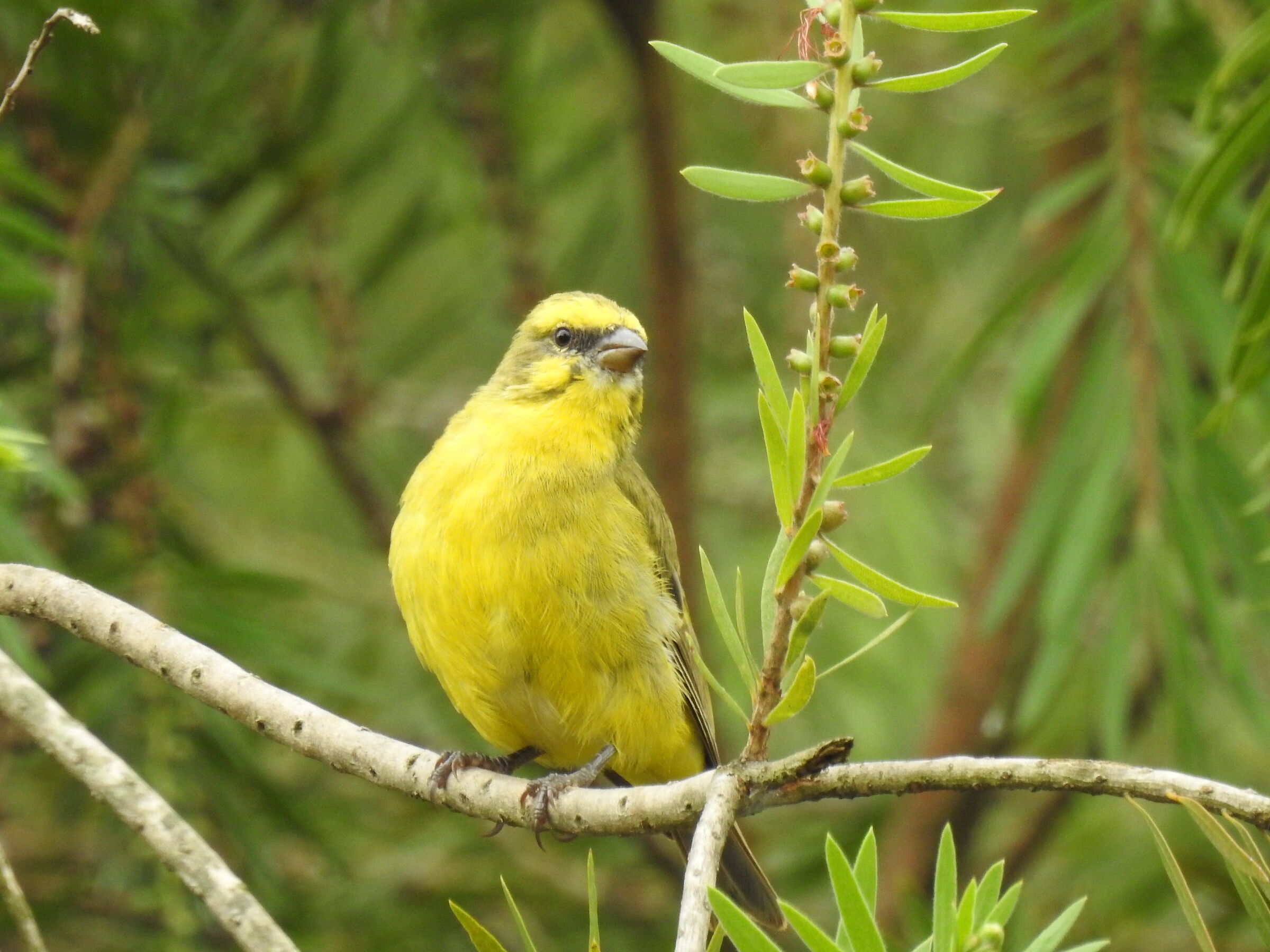 canarino solforato - serinus sulphuratus