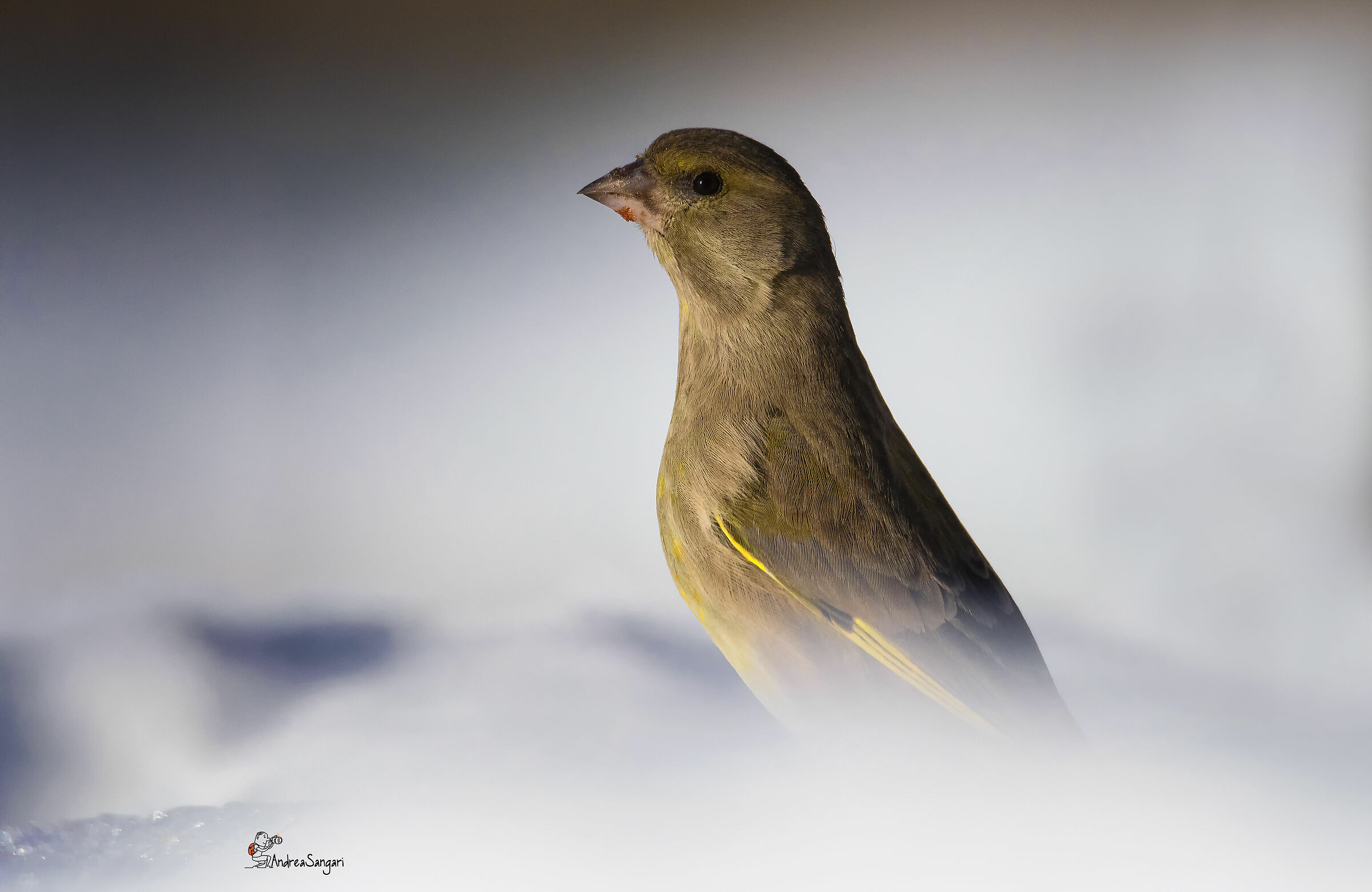 Il verdone freddoloso