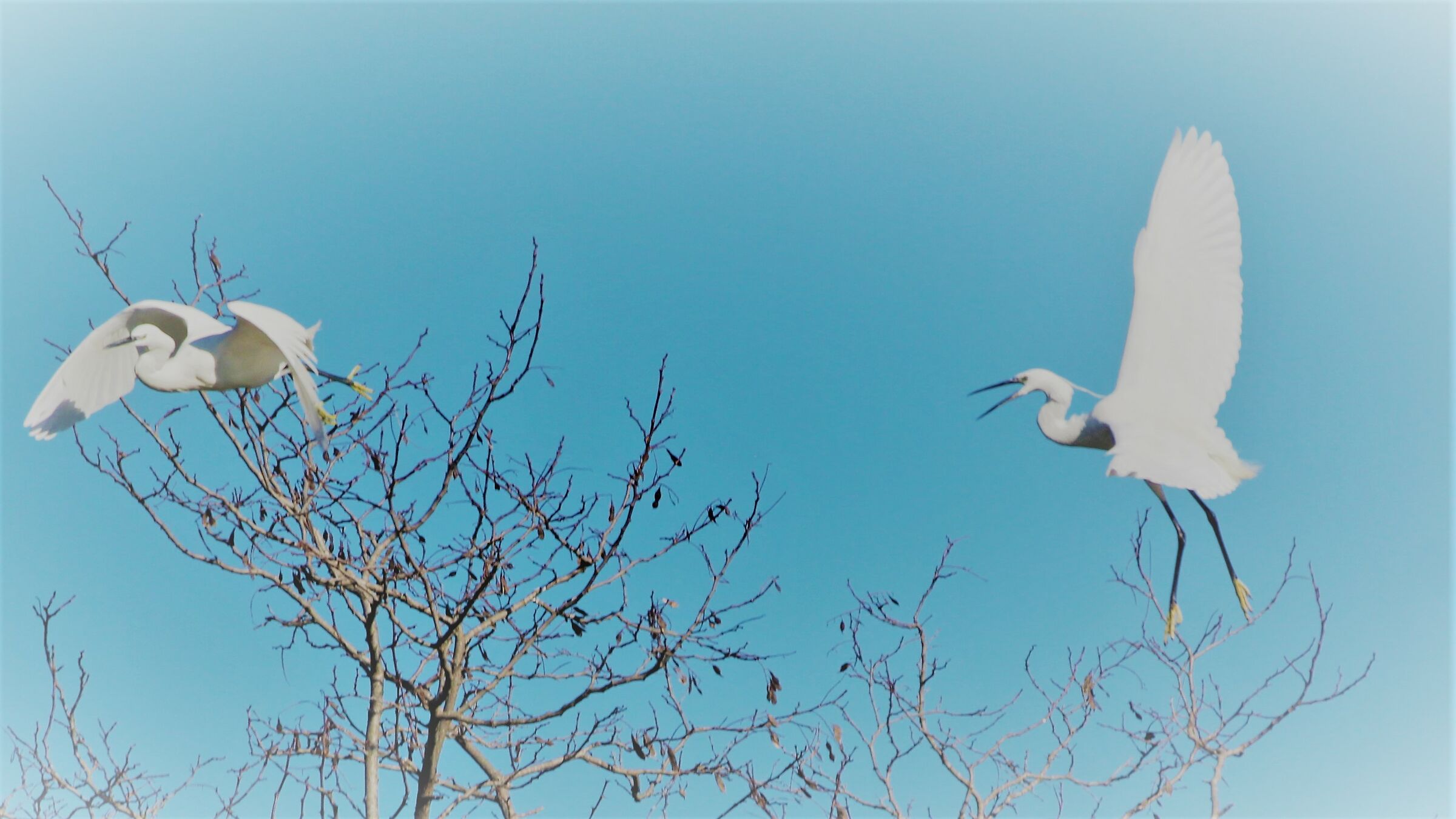 Airone bianco maggiore