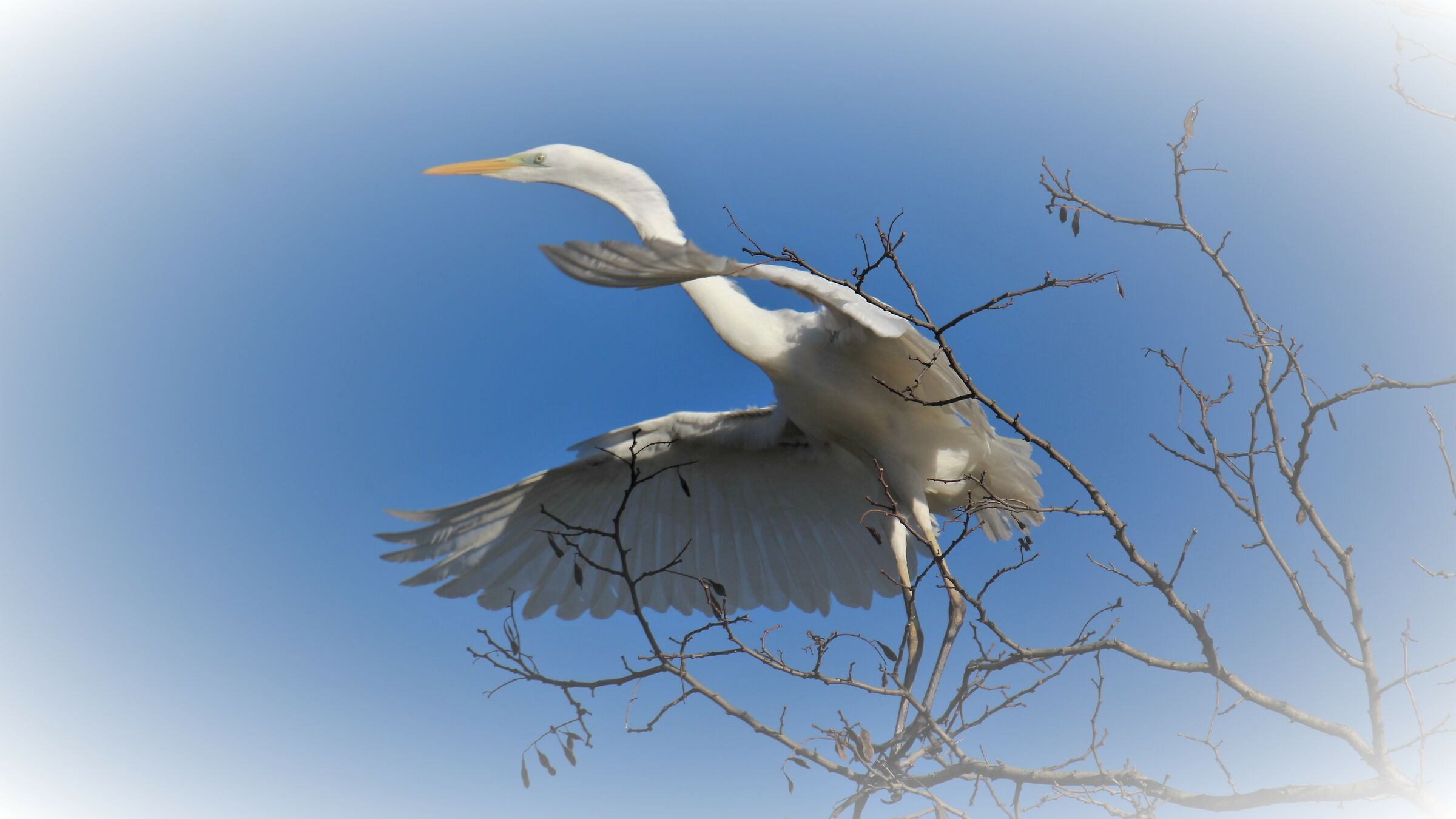 Airone bianco maggiore