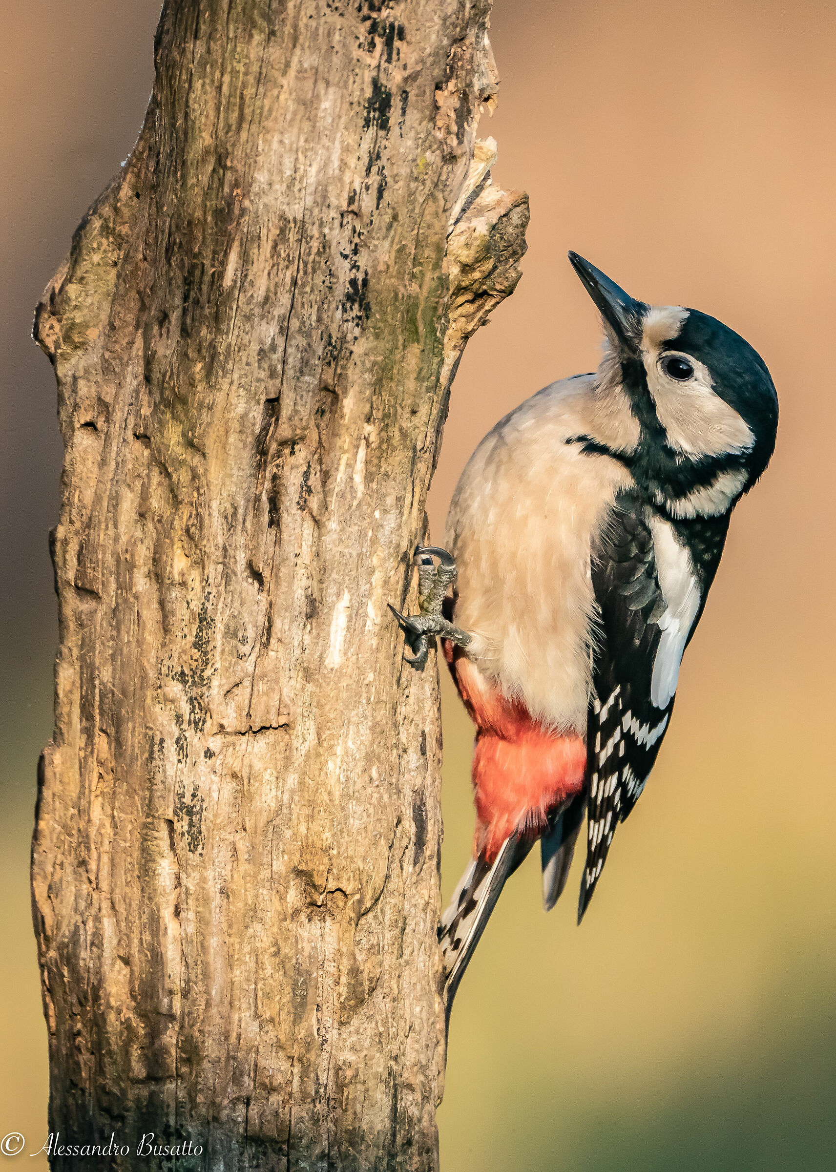 Red woodpecker