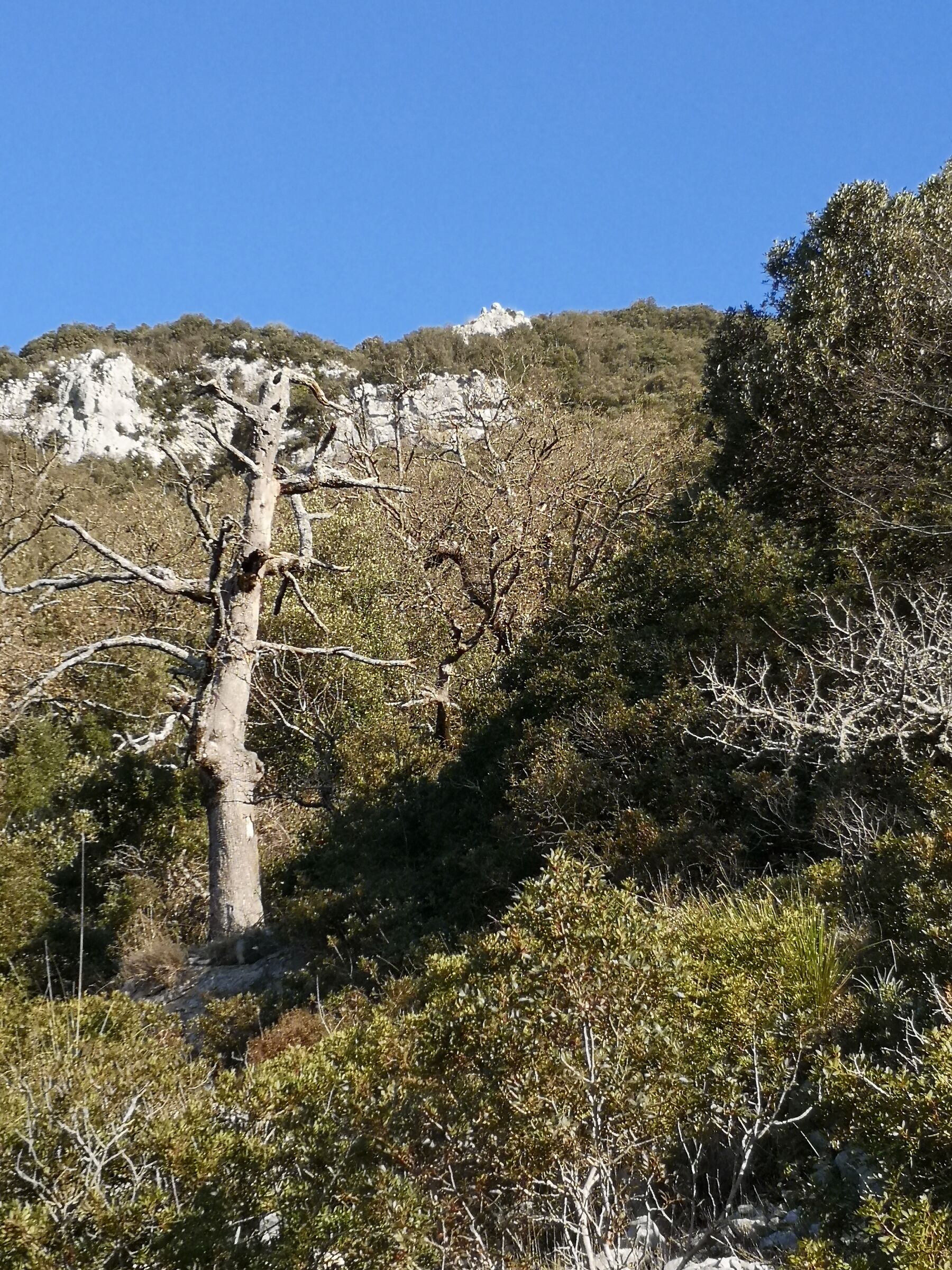 Mediterranean woodland