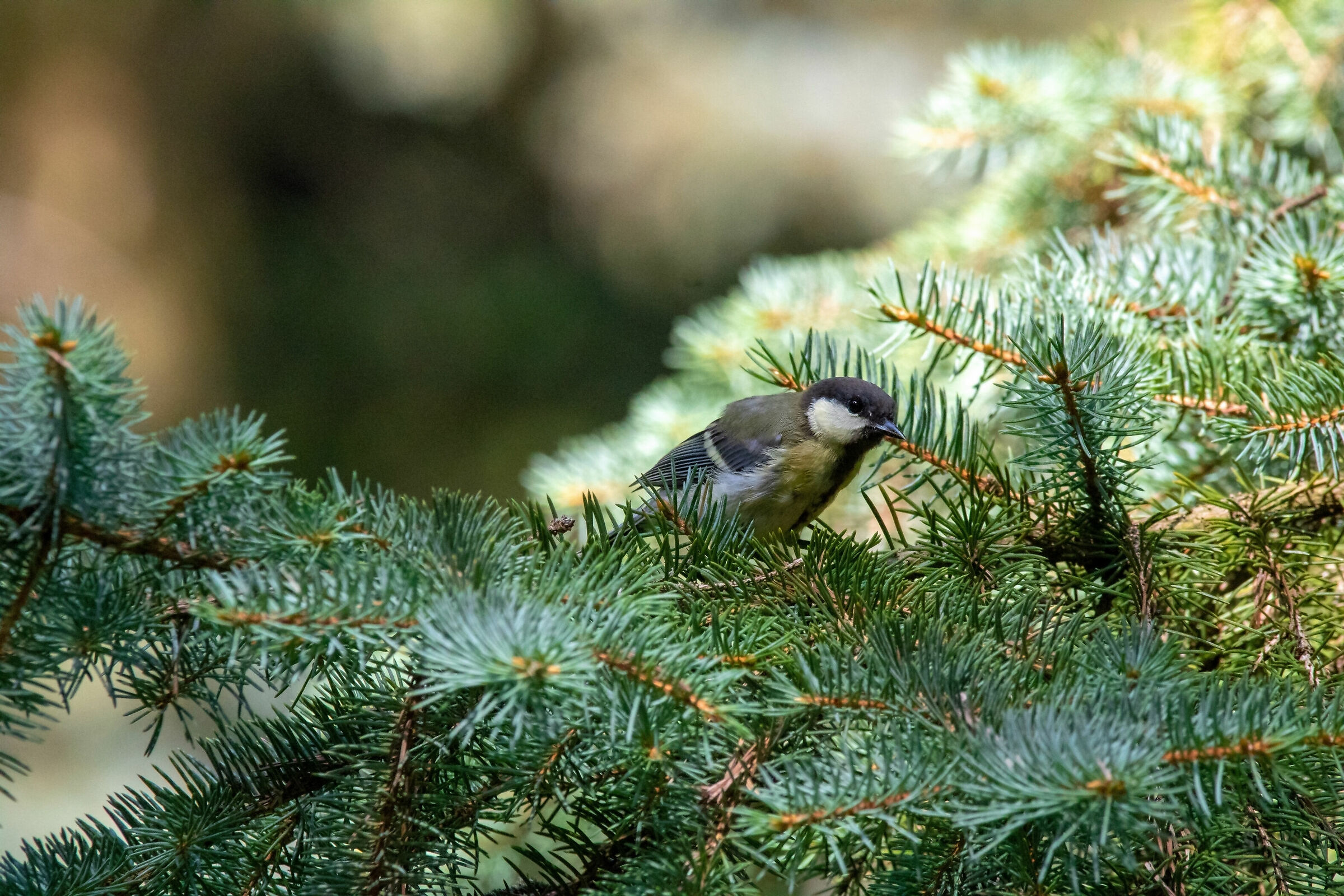 Great Tit (Parus major)
