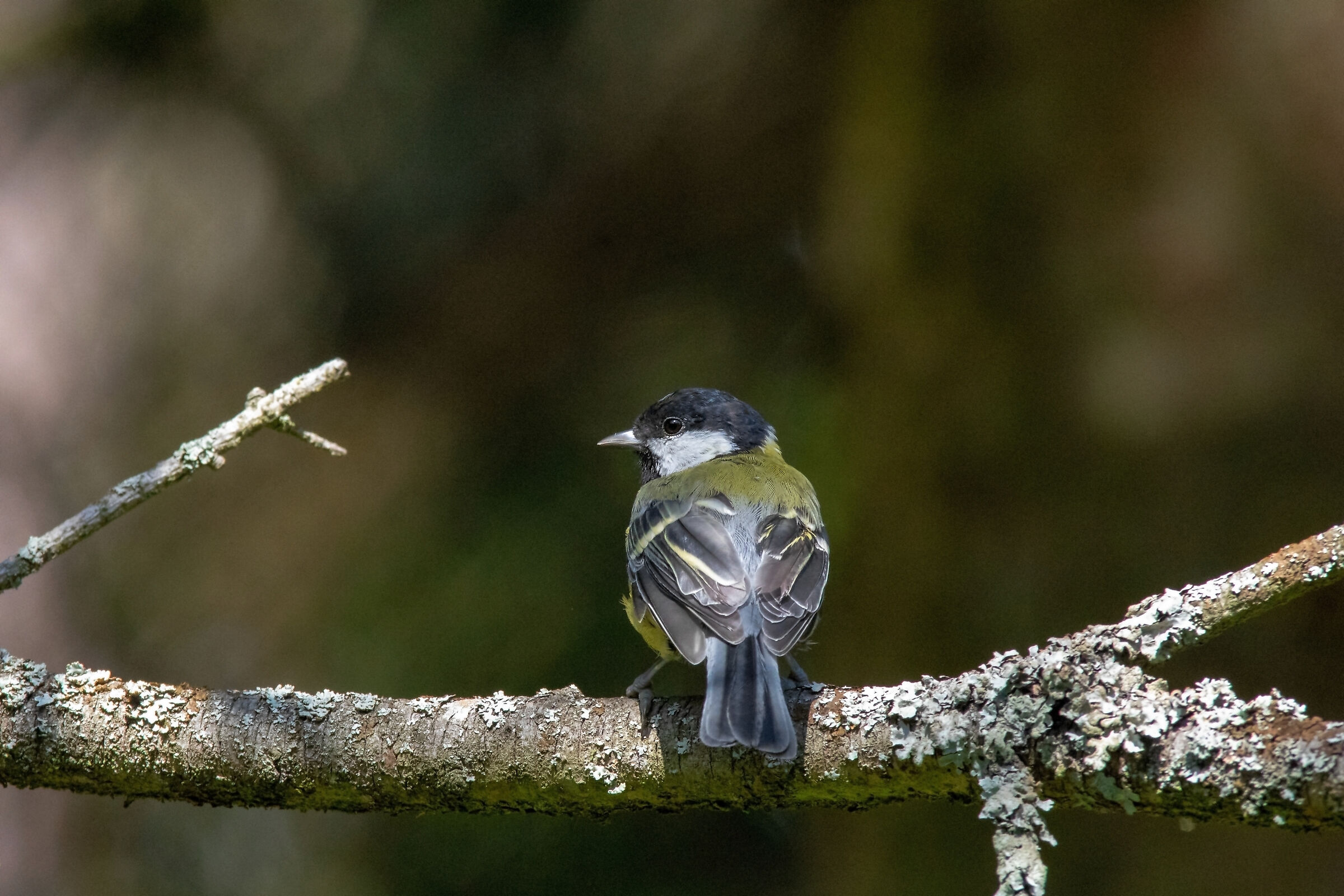 Grande Tit (Parus major)