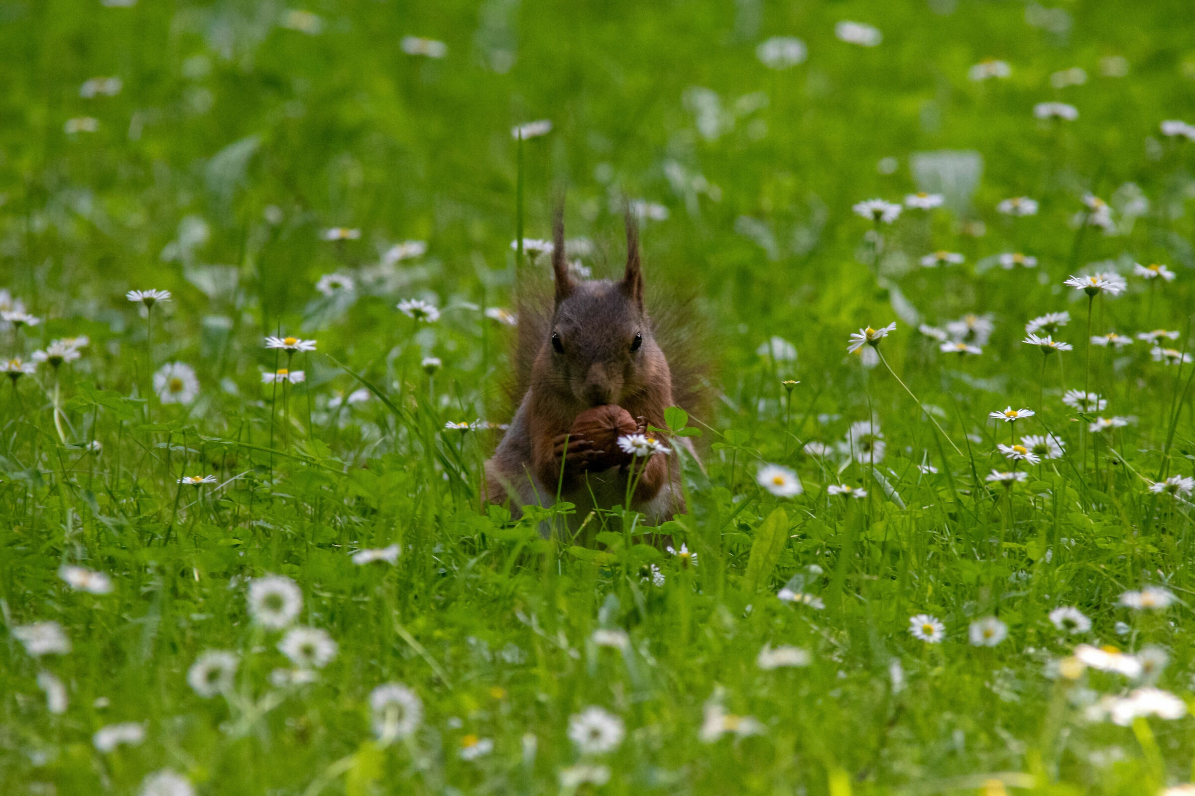 Squirrel (Sciurus vulgaris)