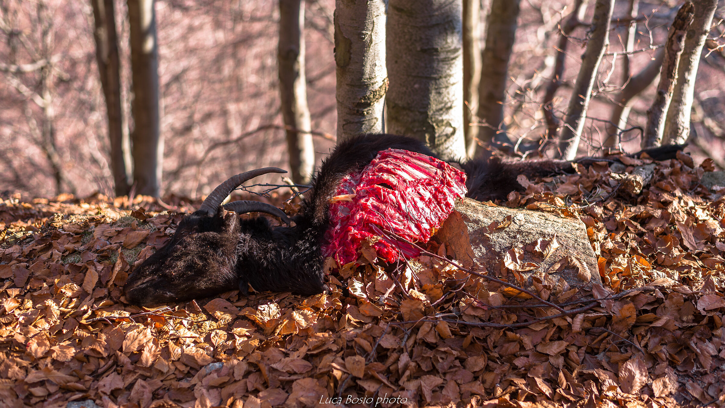Quando una capra incontra un lupo.