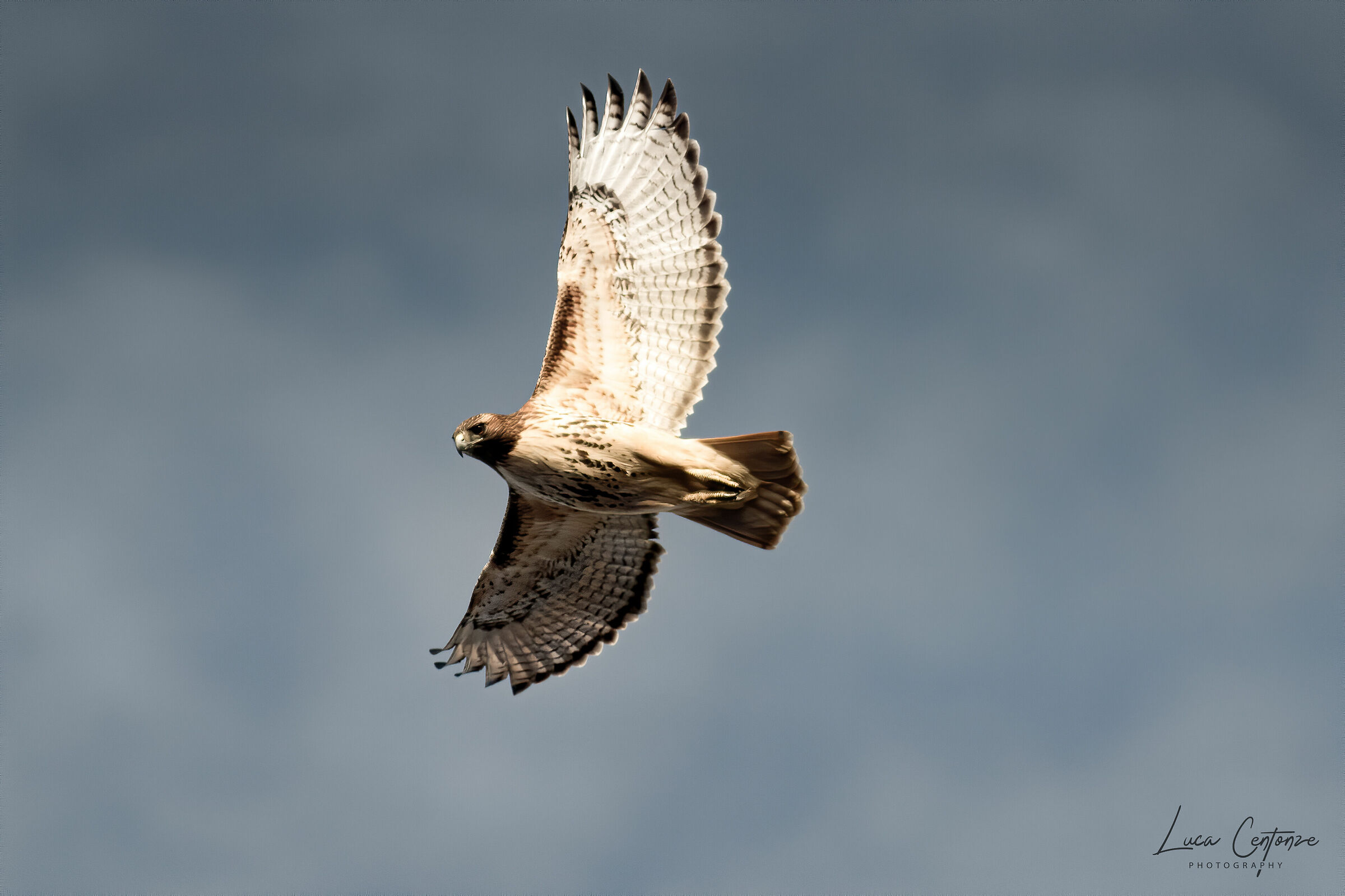 Red-Tailed Hawk (Buteo jamaicensis)