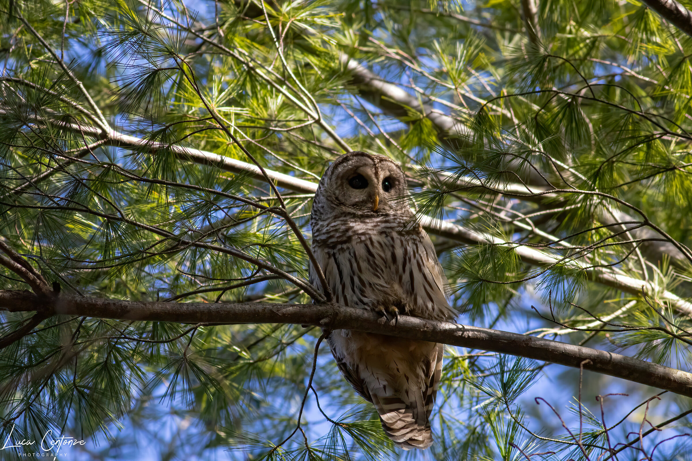 Barred Owl (Strix varia)