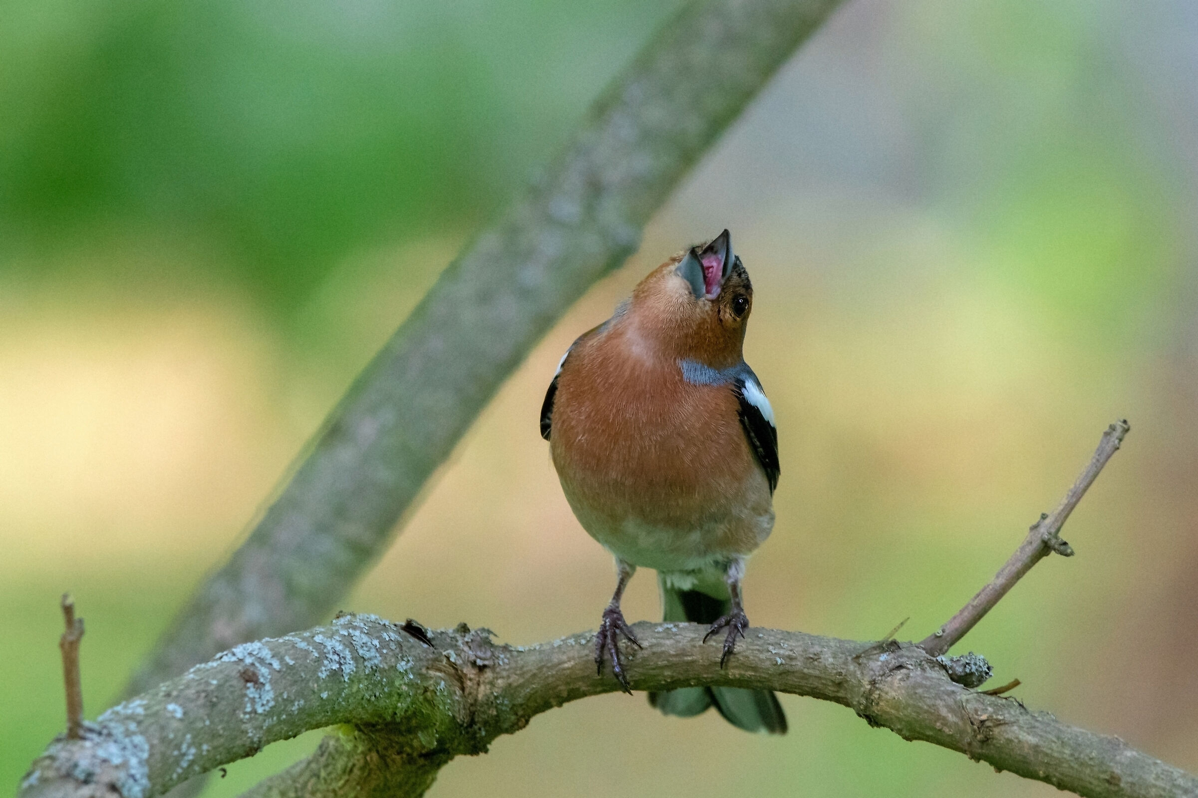 Finch  (Fringilla coelebs)