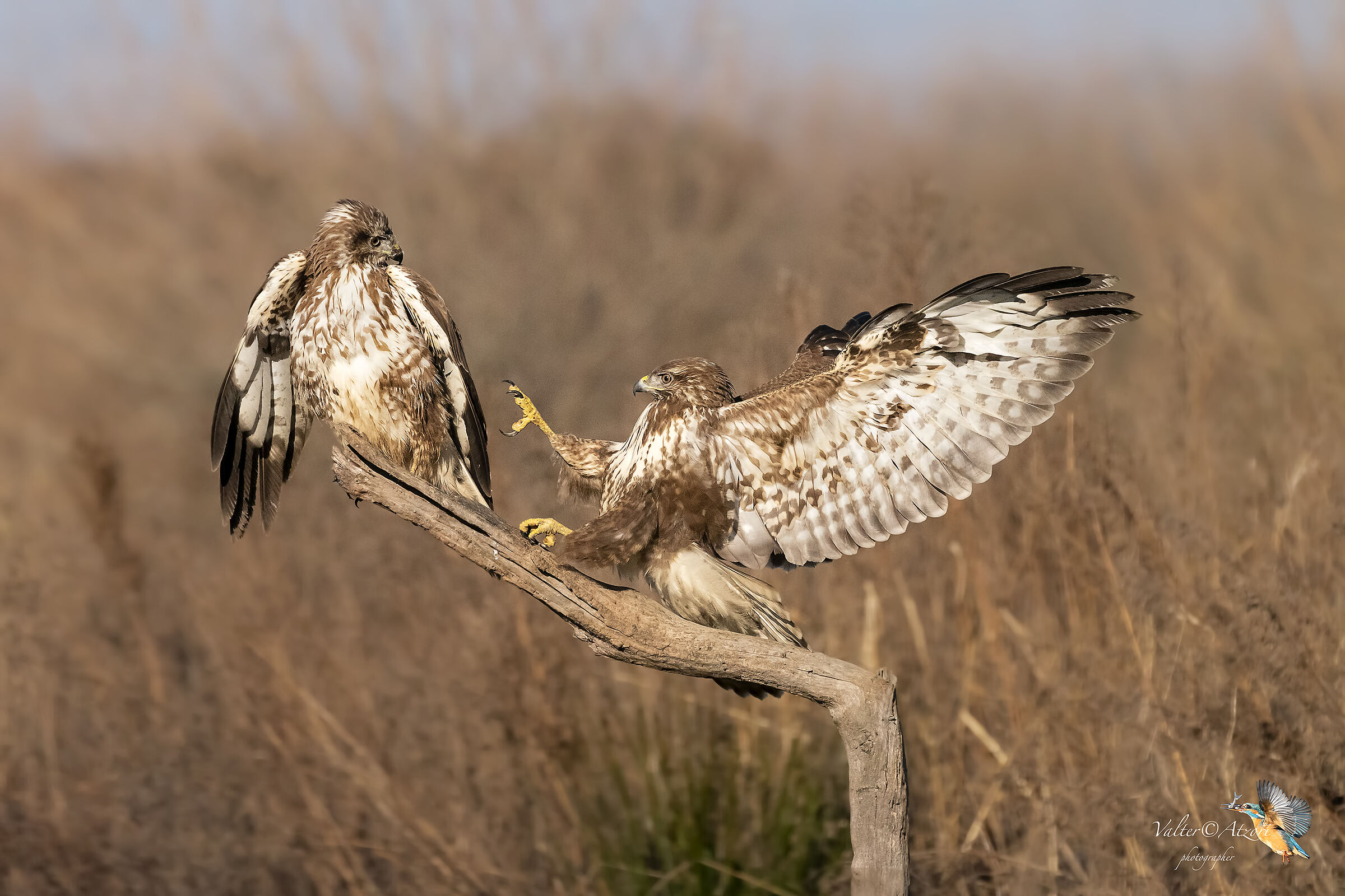 fight between buzzaves