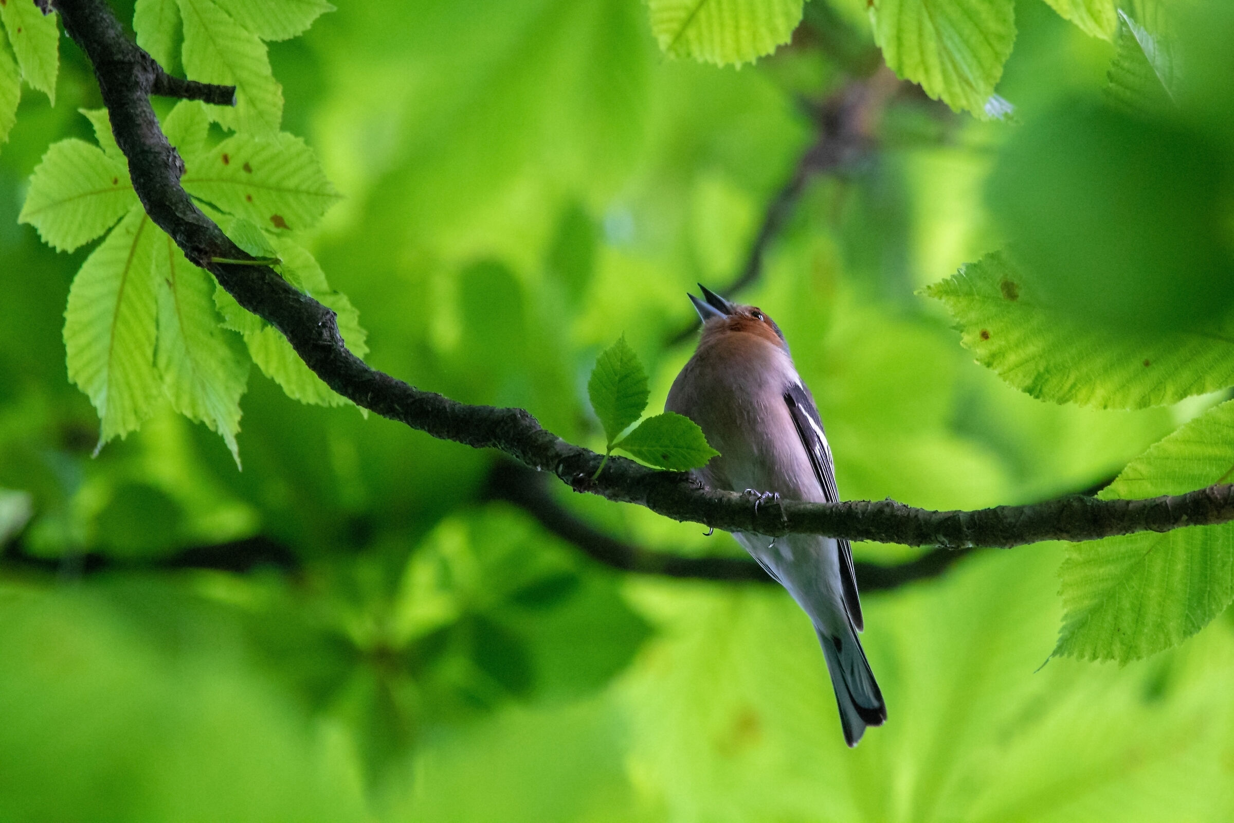 Picchio di legna (Fringilla coelebs)