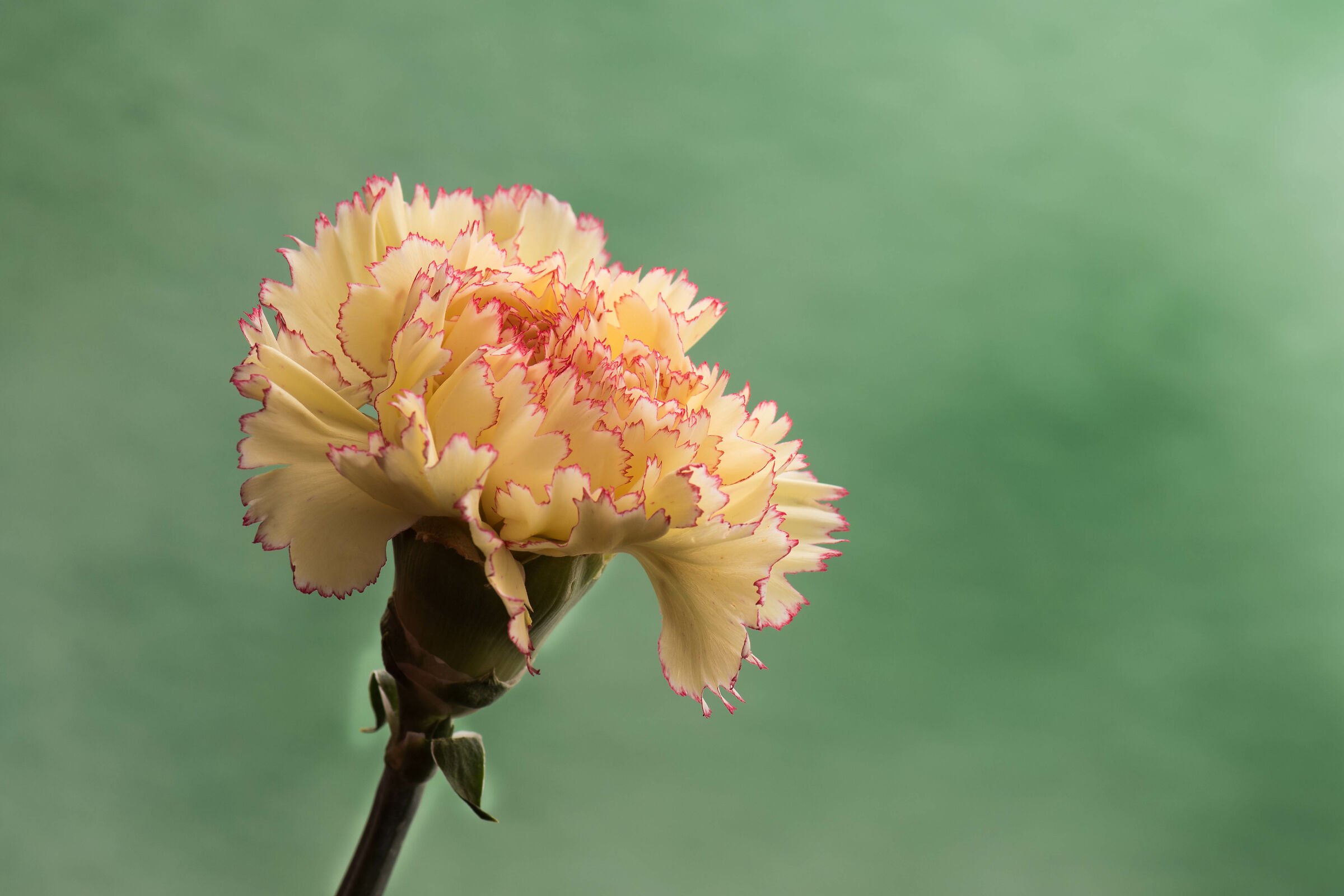 Yellow carnation with petals bordered in red