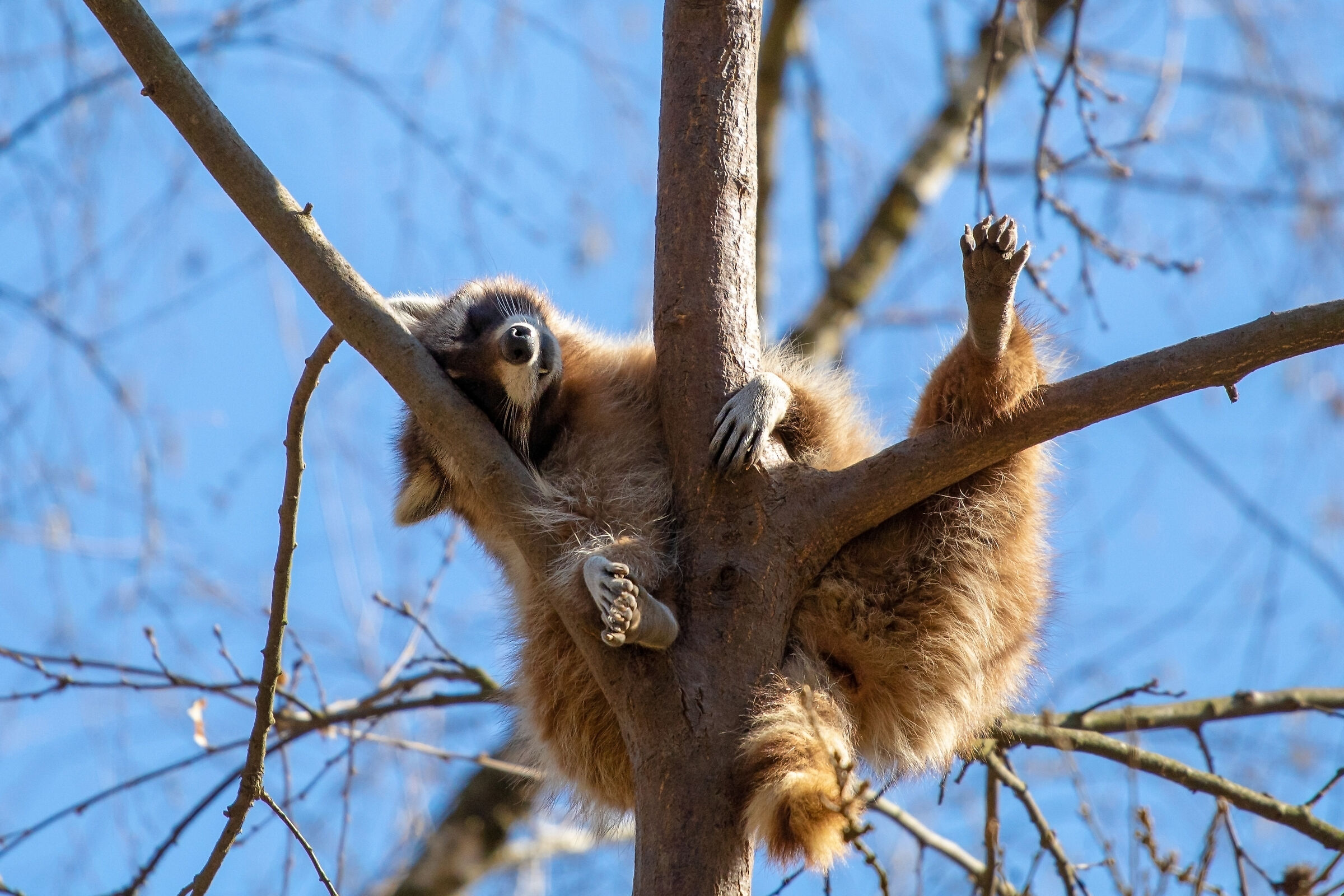 "snooze" Raccoon (lotatore Procyon)