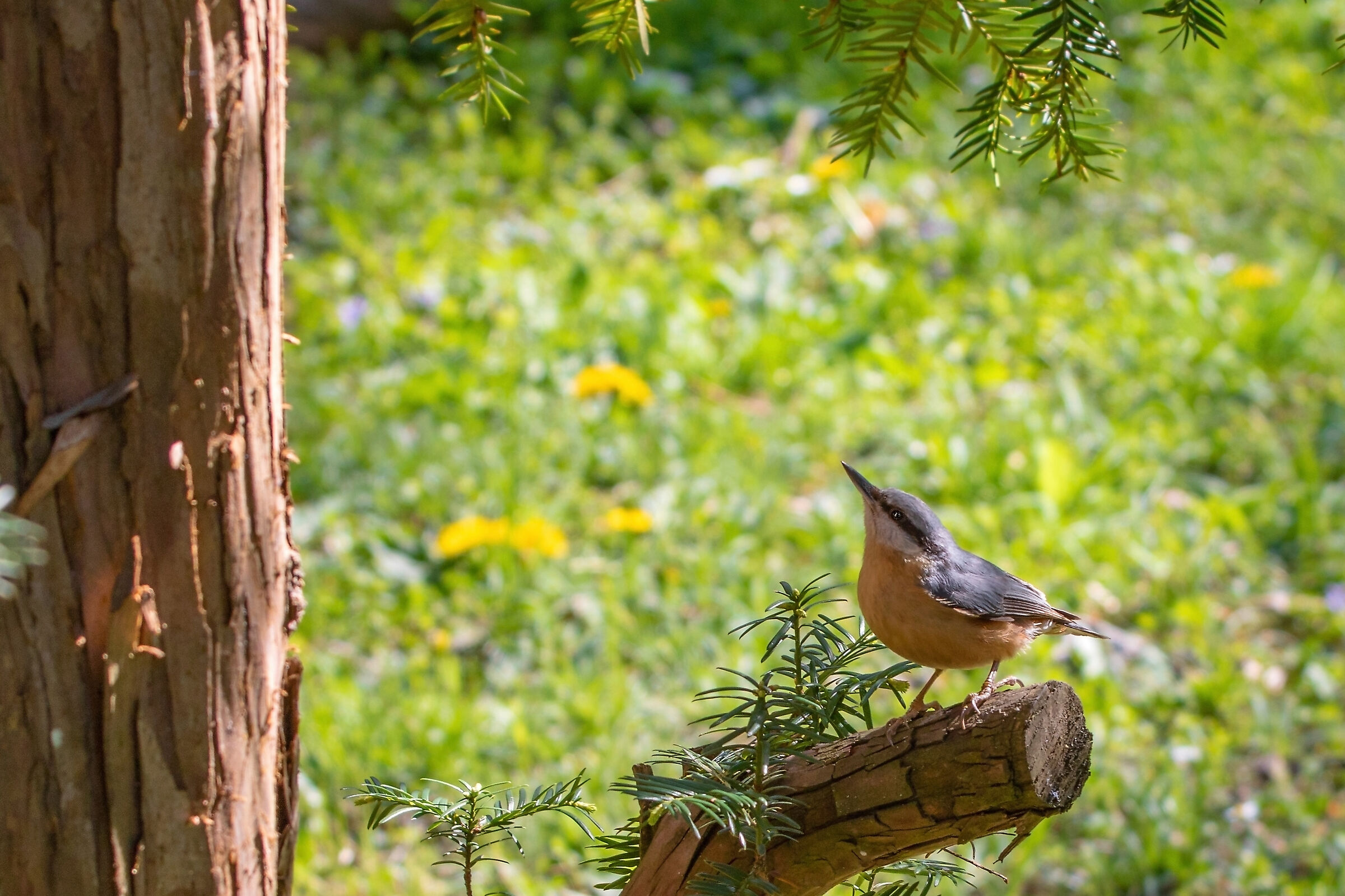 Nuthatch (Sitta europaea)