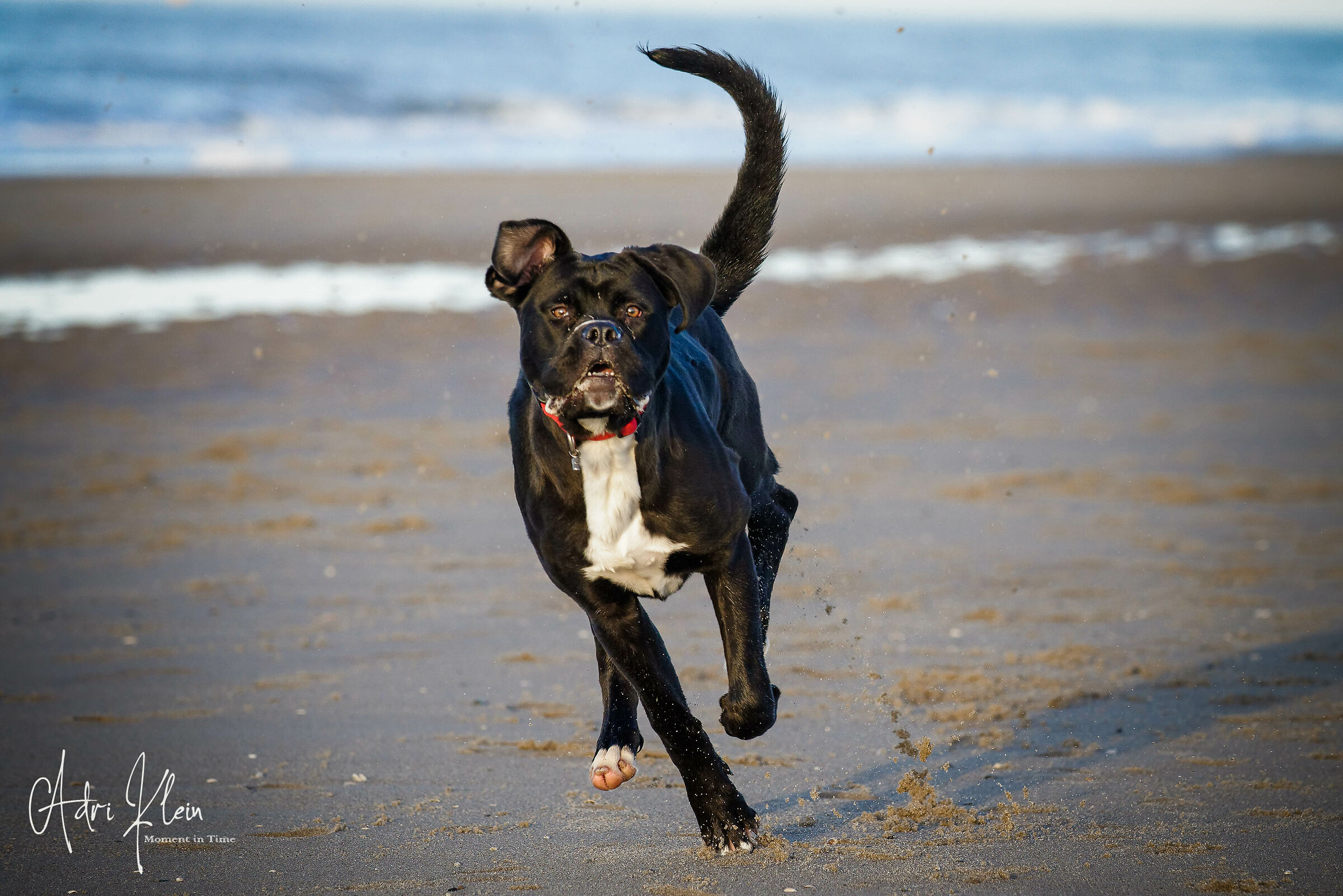 Dog on the bech