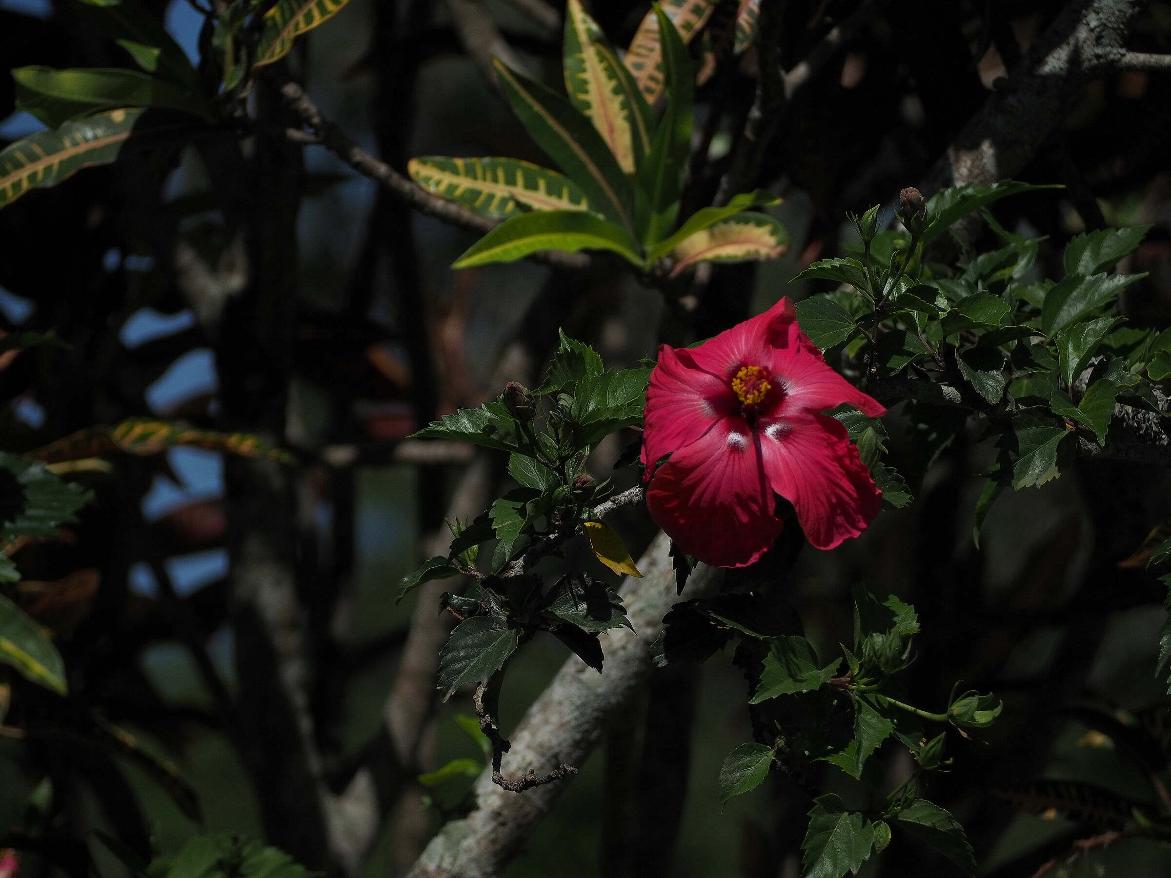 Flor vermelho