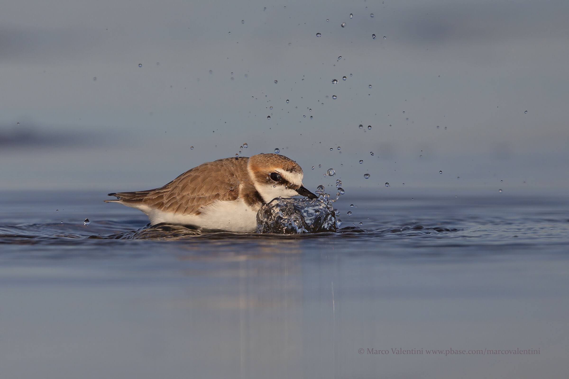 The Thousand Blue Bubbles