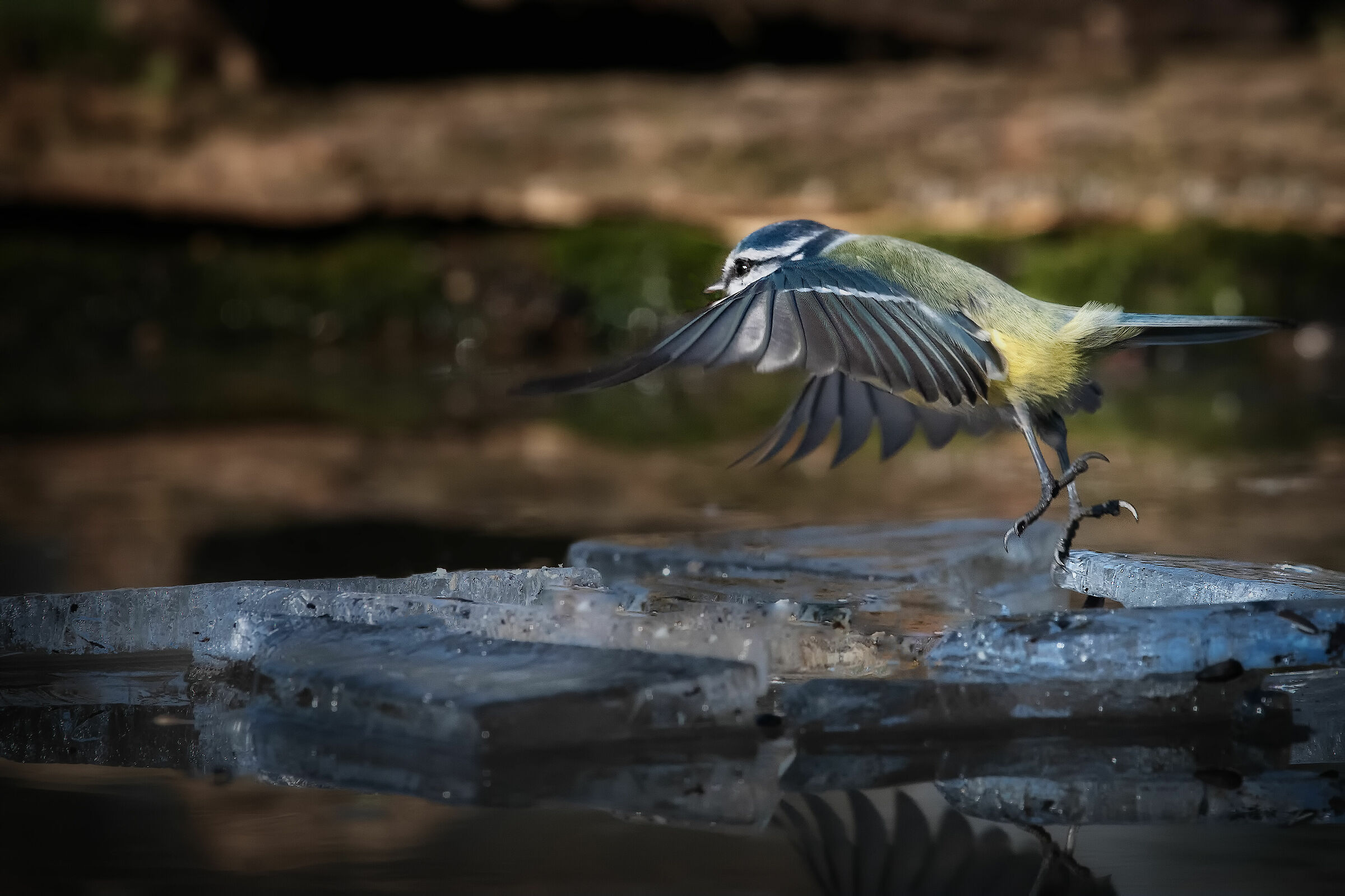cinciarella #capannodicora