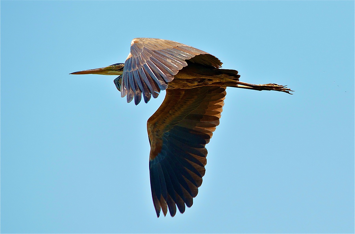 Purple Heron