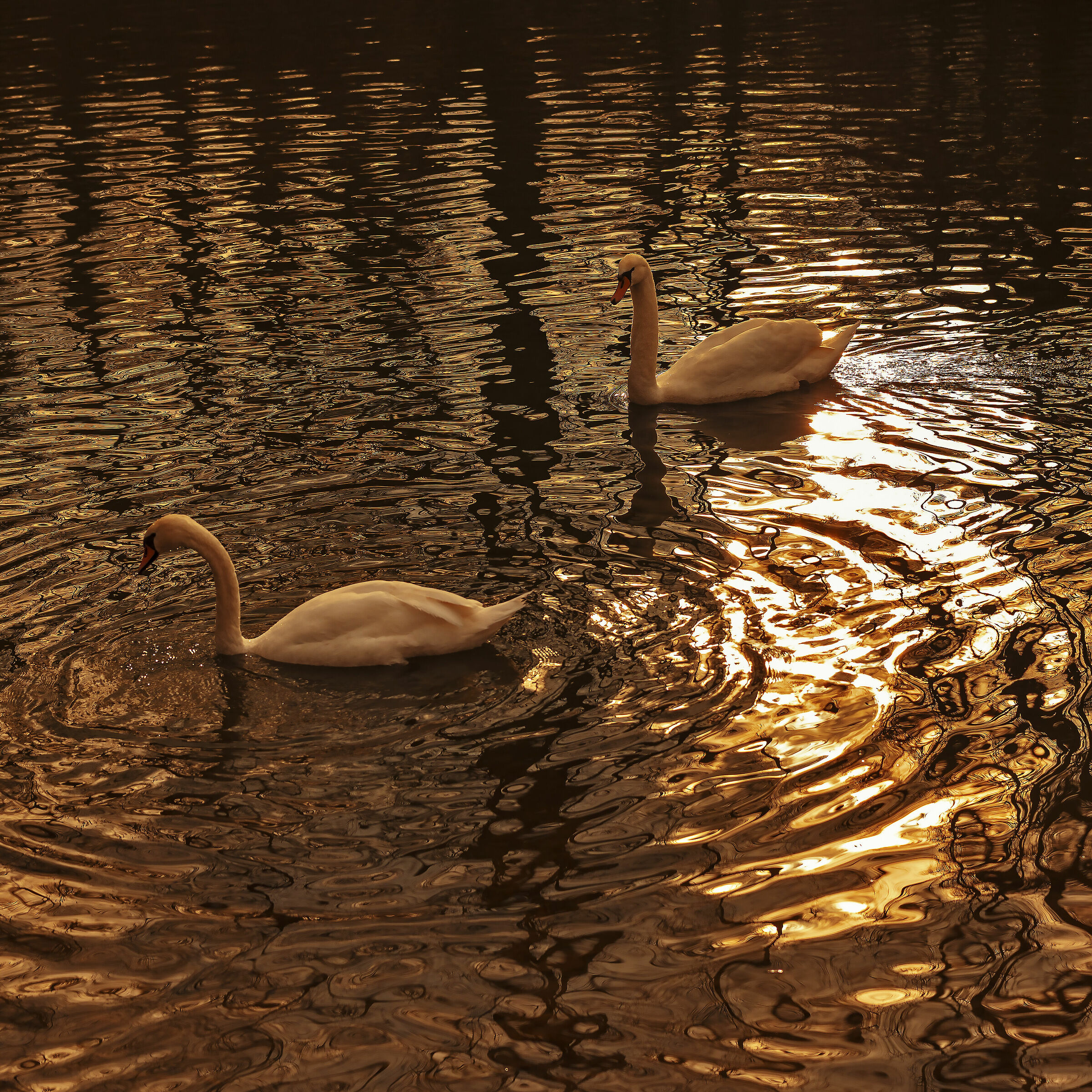 Quando tramonta il sol