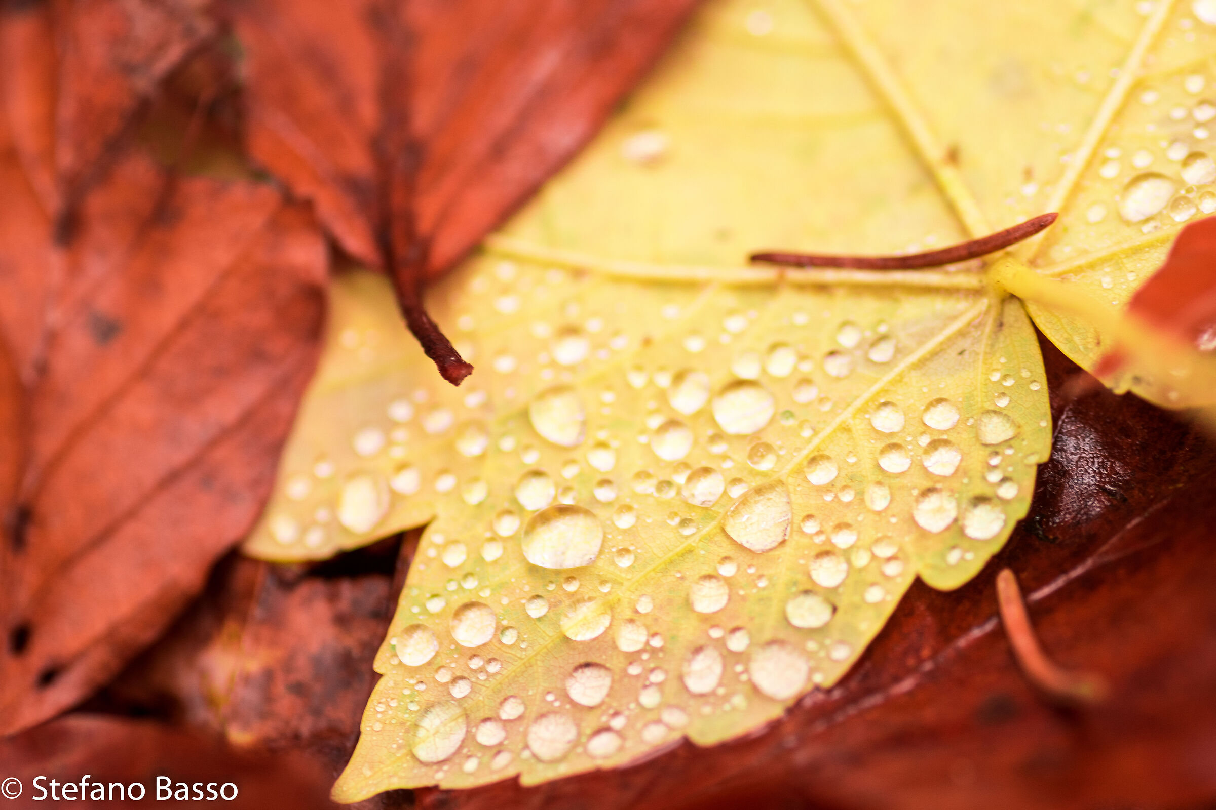 Come le foglie d'Autunno