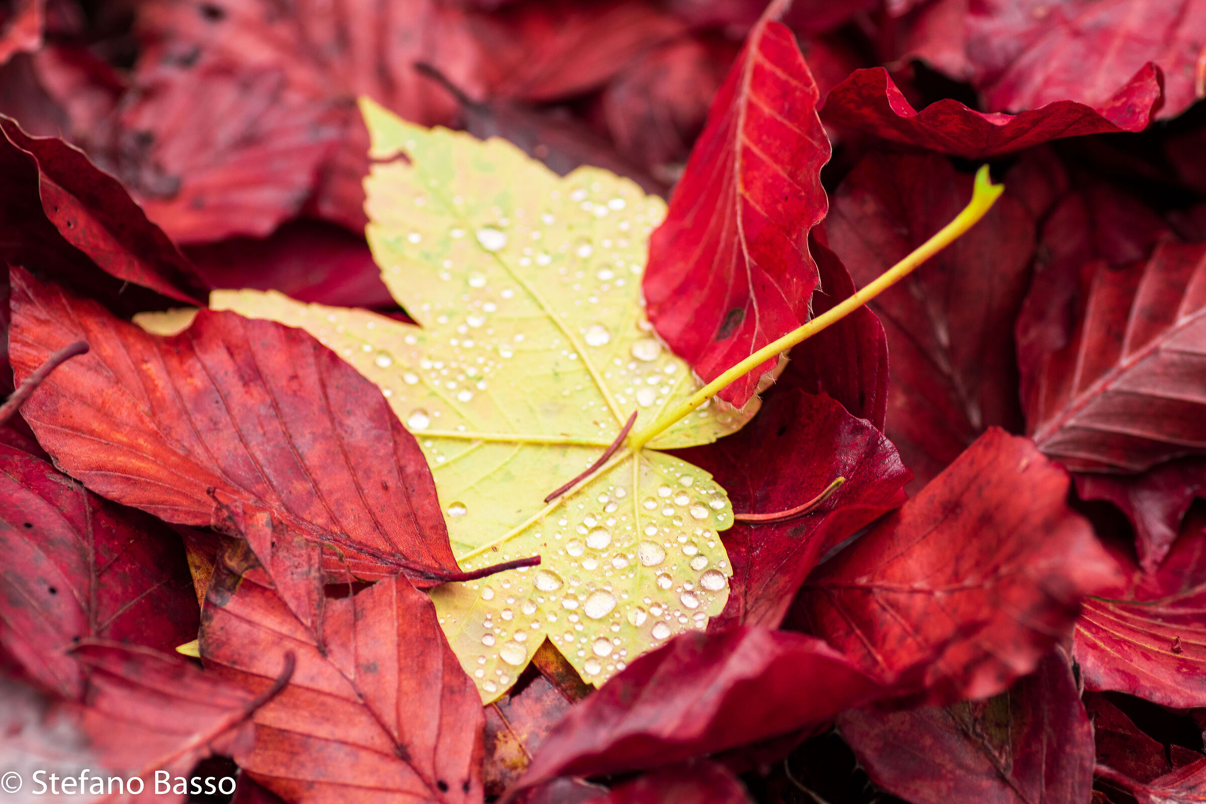 Come le foglie d'Autunno 2