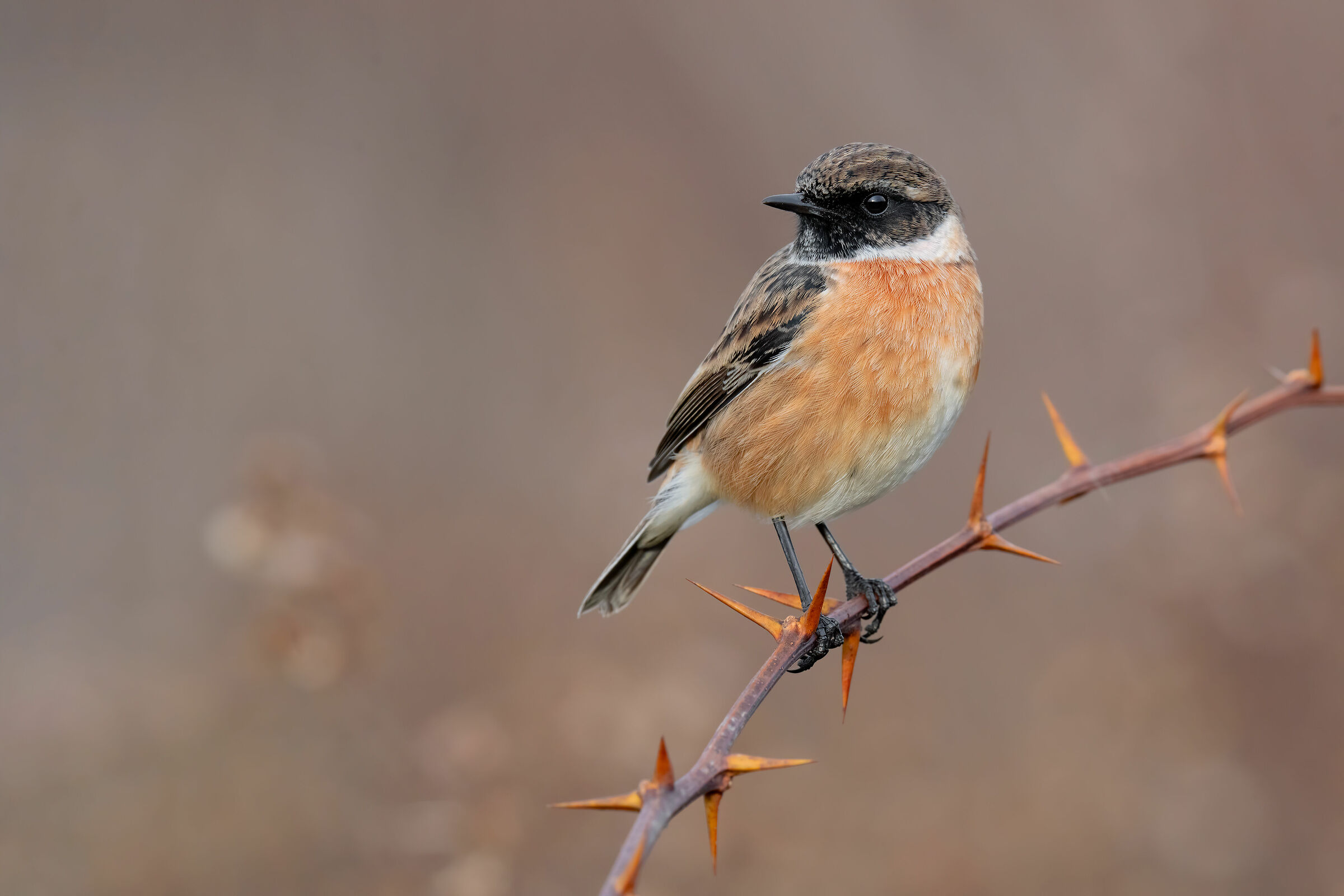 Test Sony a7riv + Sony FE 200-600mm-Saltimpalo M. HD 5K