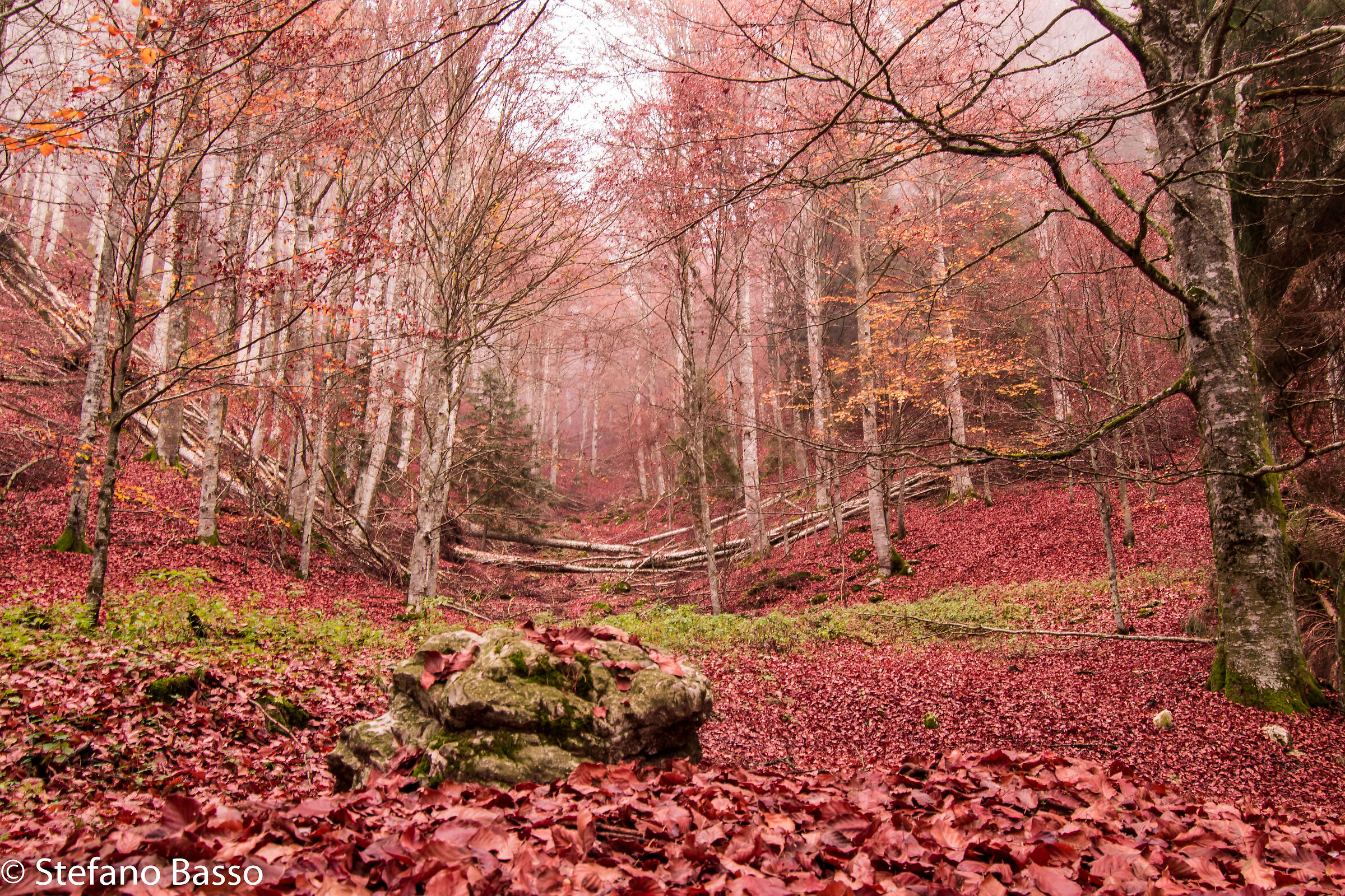 Cansglio Forest