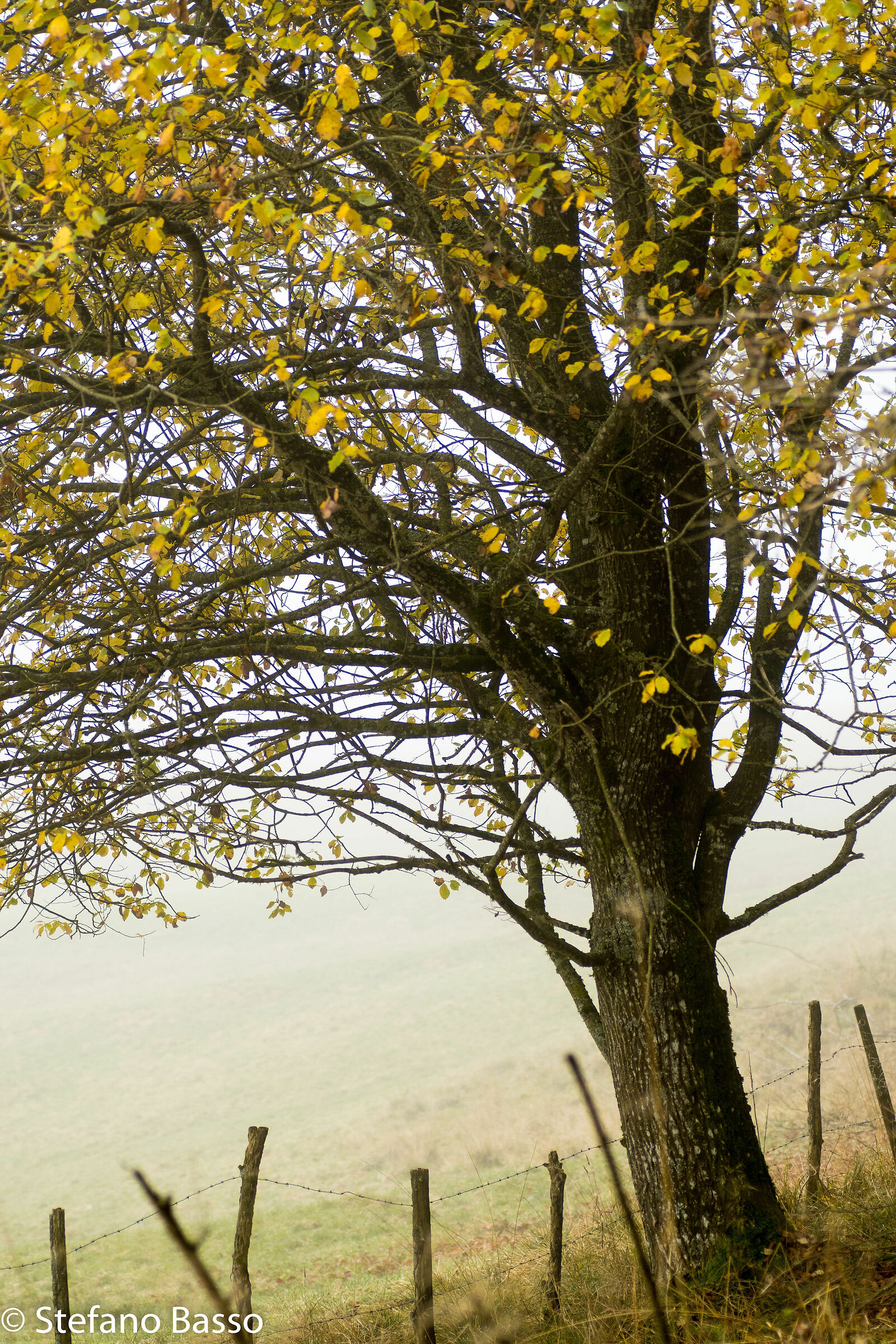 Foresta del Cansiglio