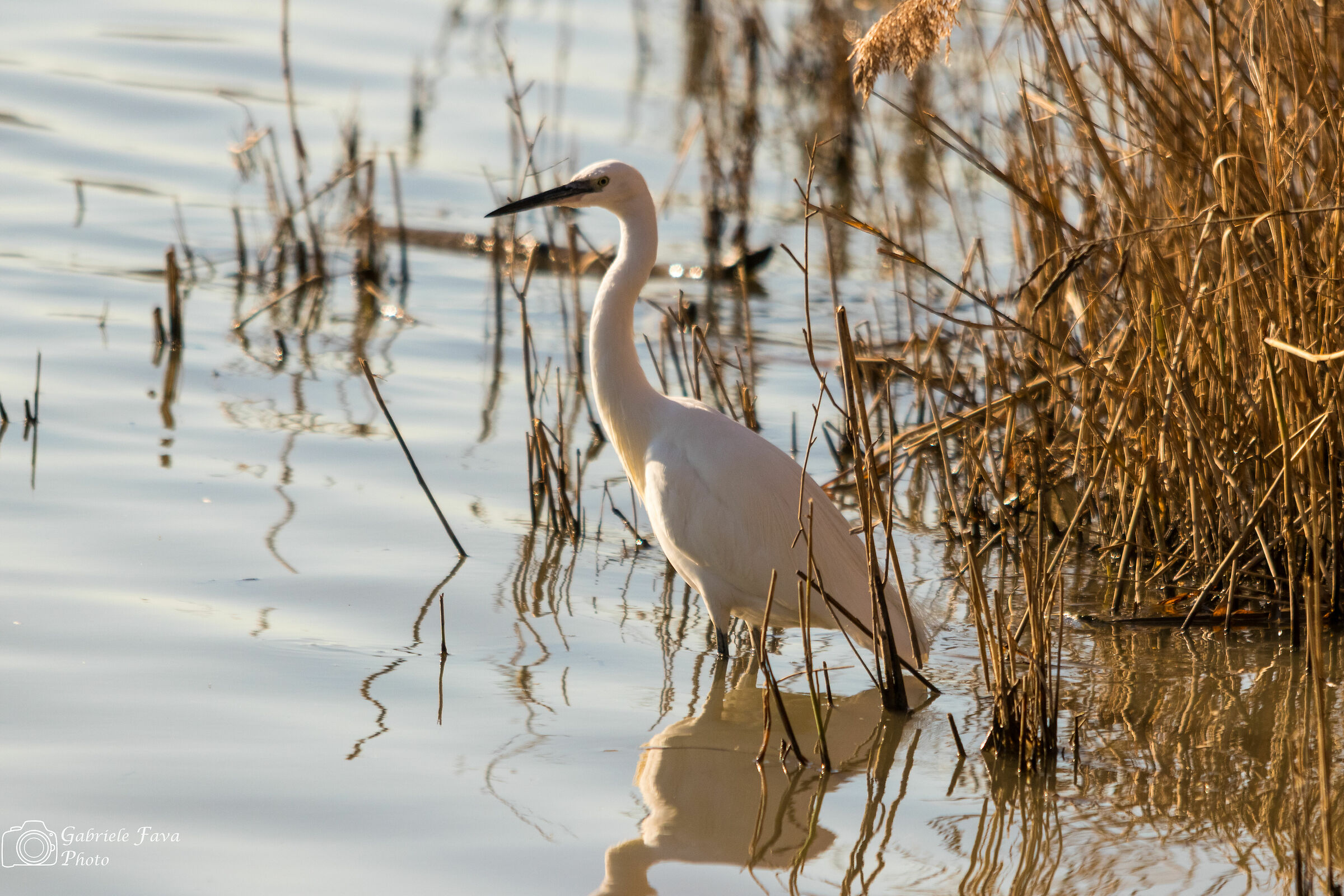 Garzetta, Oasi WWF lago di Alviano