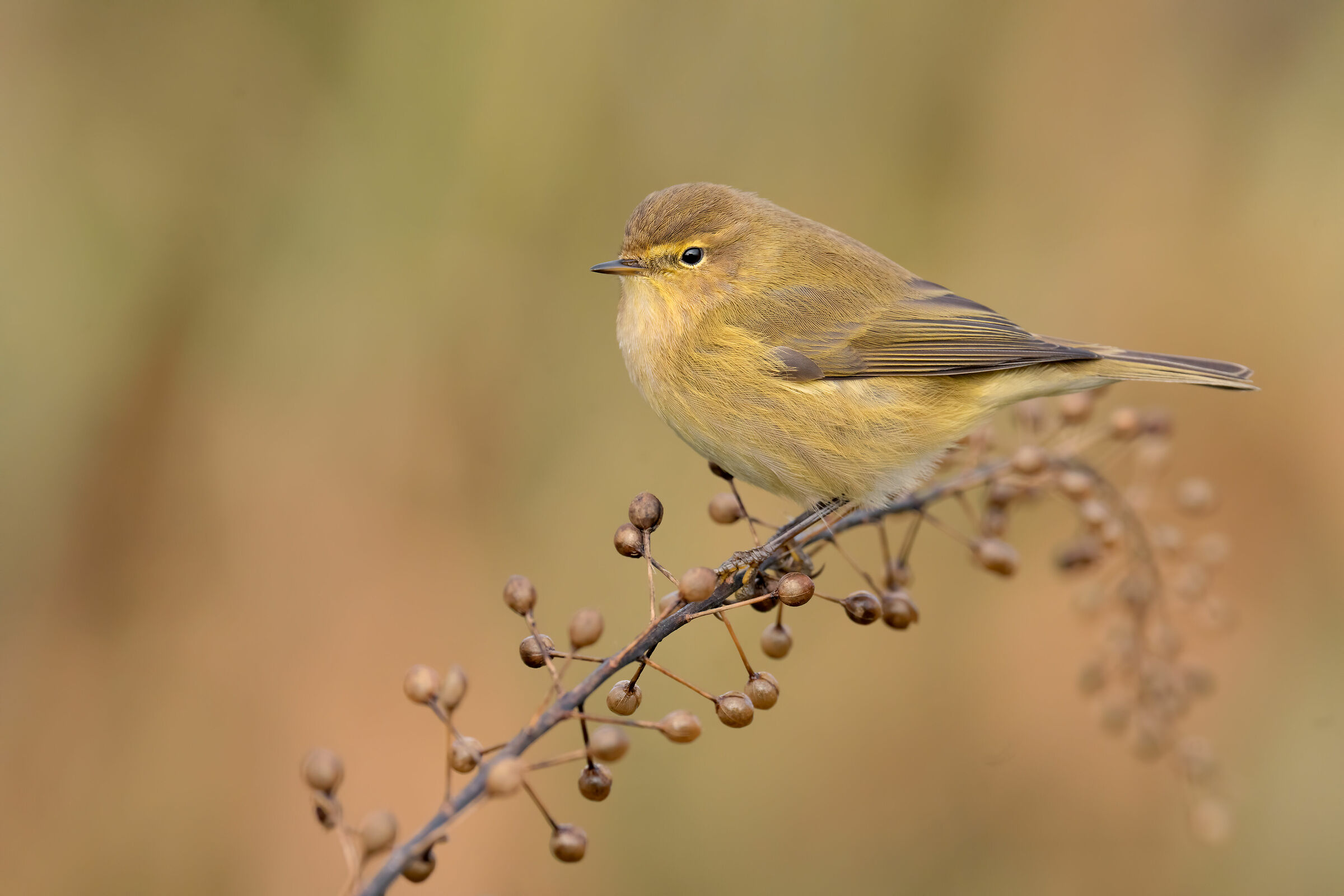 Test Sony a7riv + Sony FE 200-600mm Luì Piccolo 5K