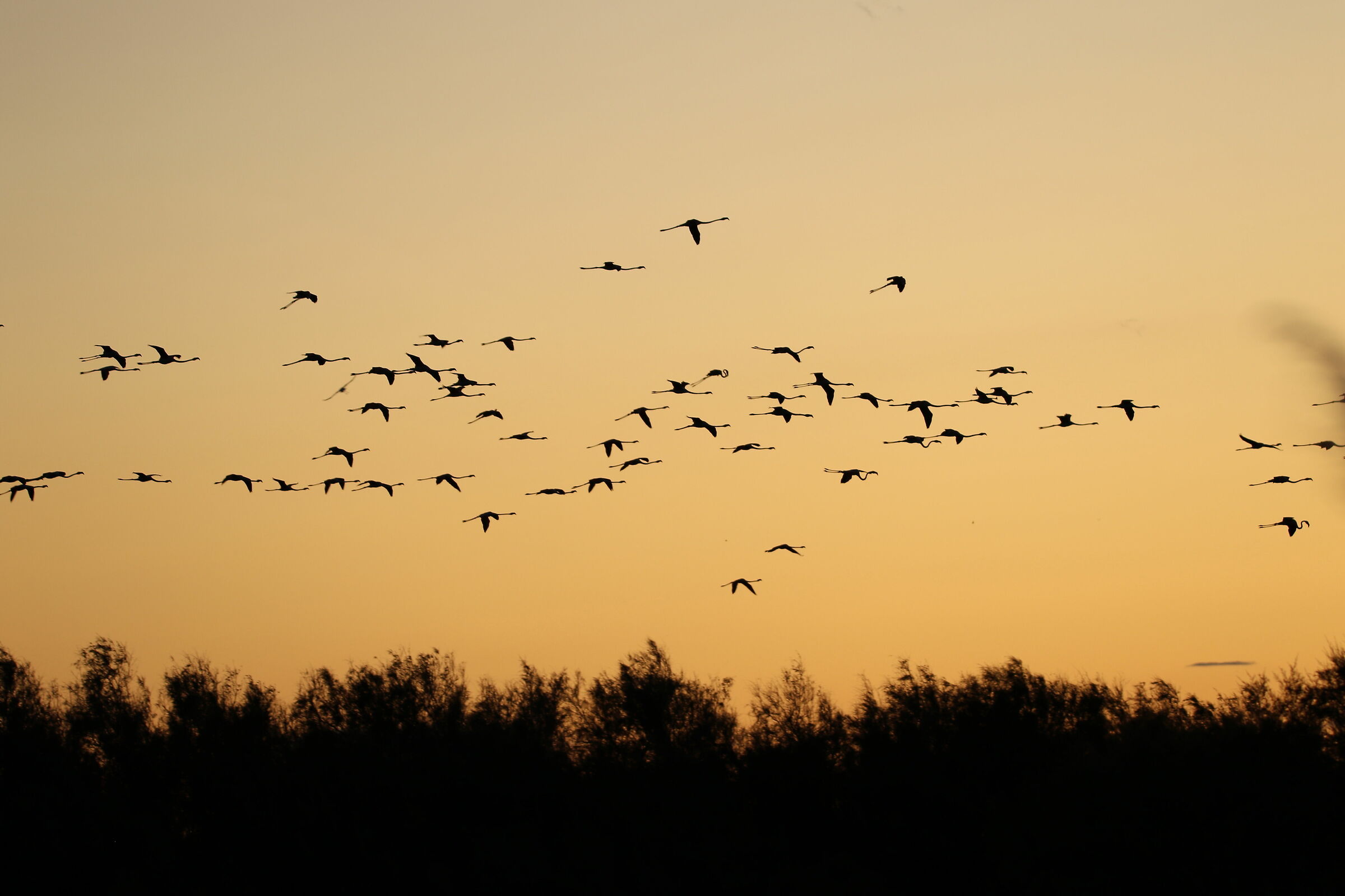twilight with flamingos