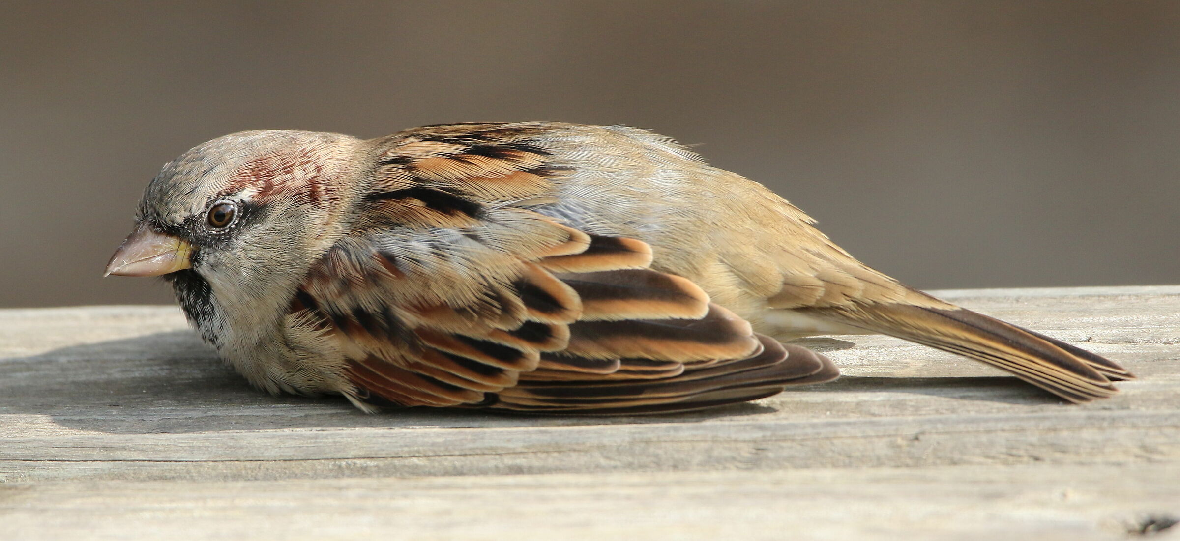 Resting sparrow
