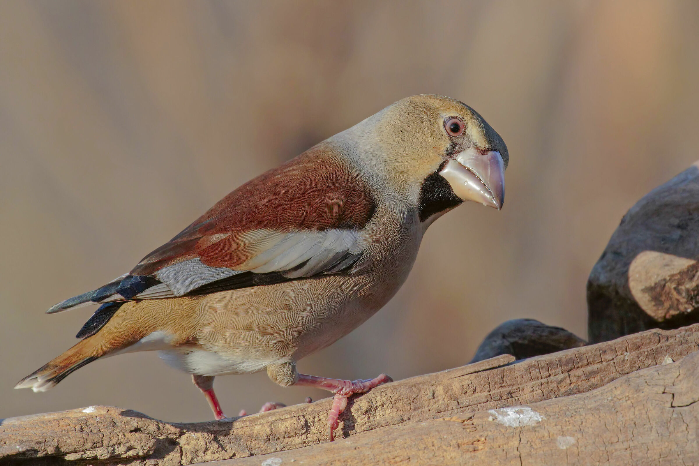 schiarita un pochino