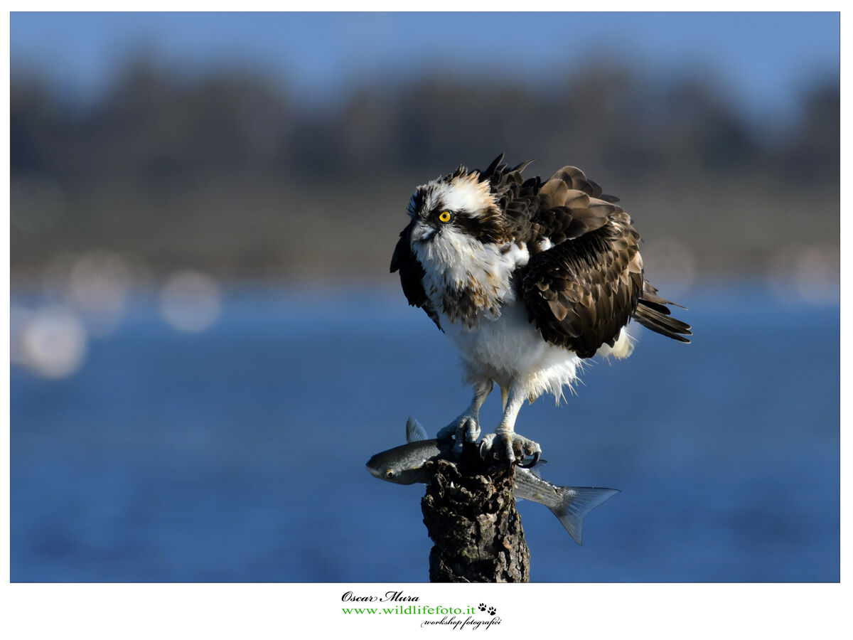 Falco pescatore Osprey
