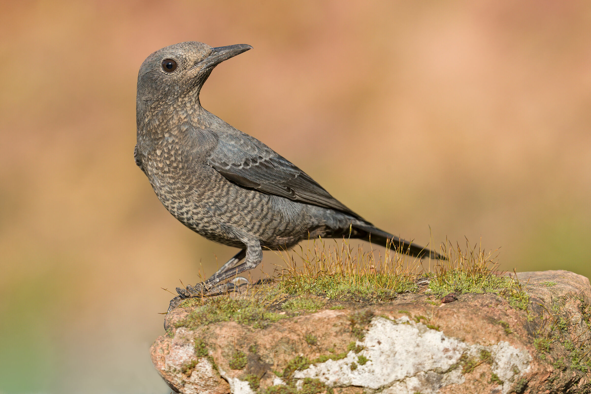 Female Solitaire Monticola