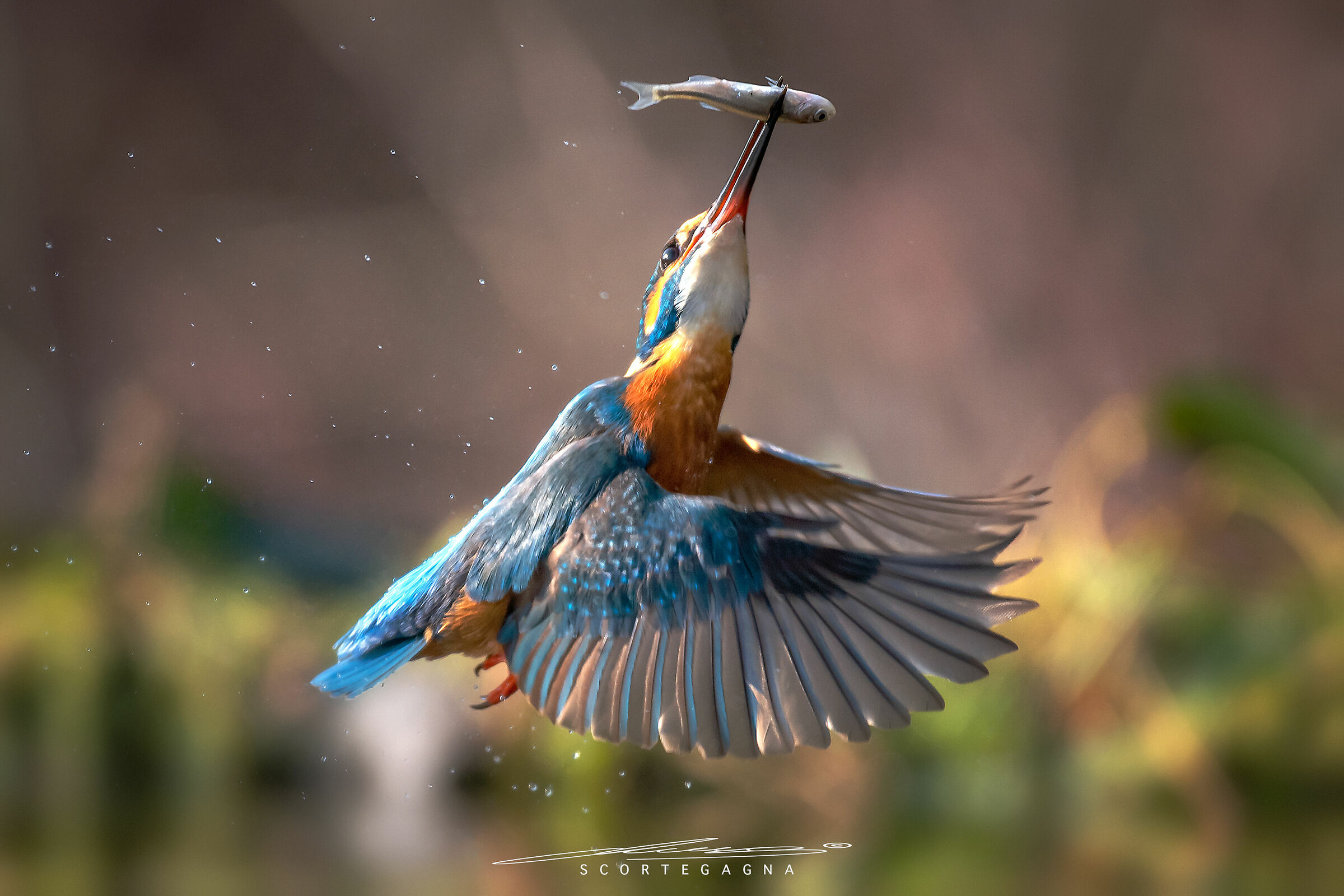 kingfisher con preda