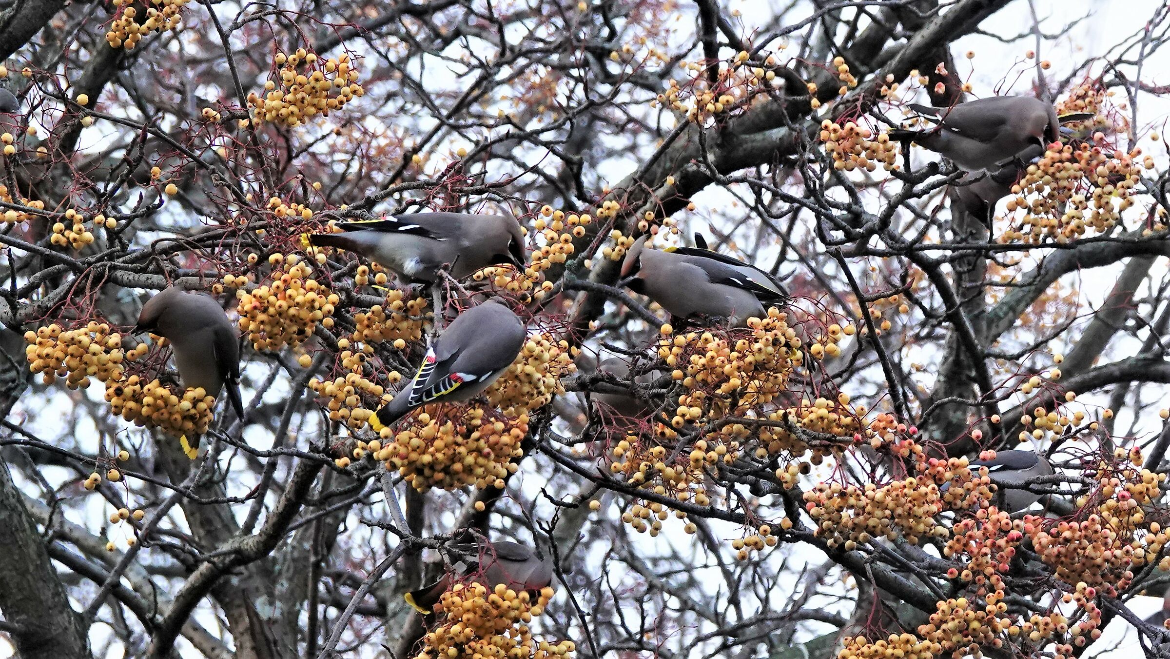 Frusonian beak - Bombycilla garrulus