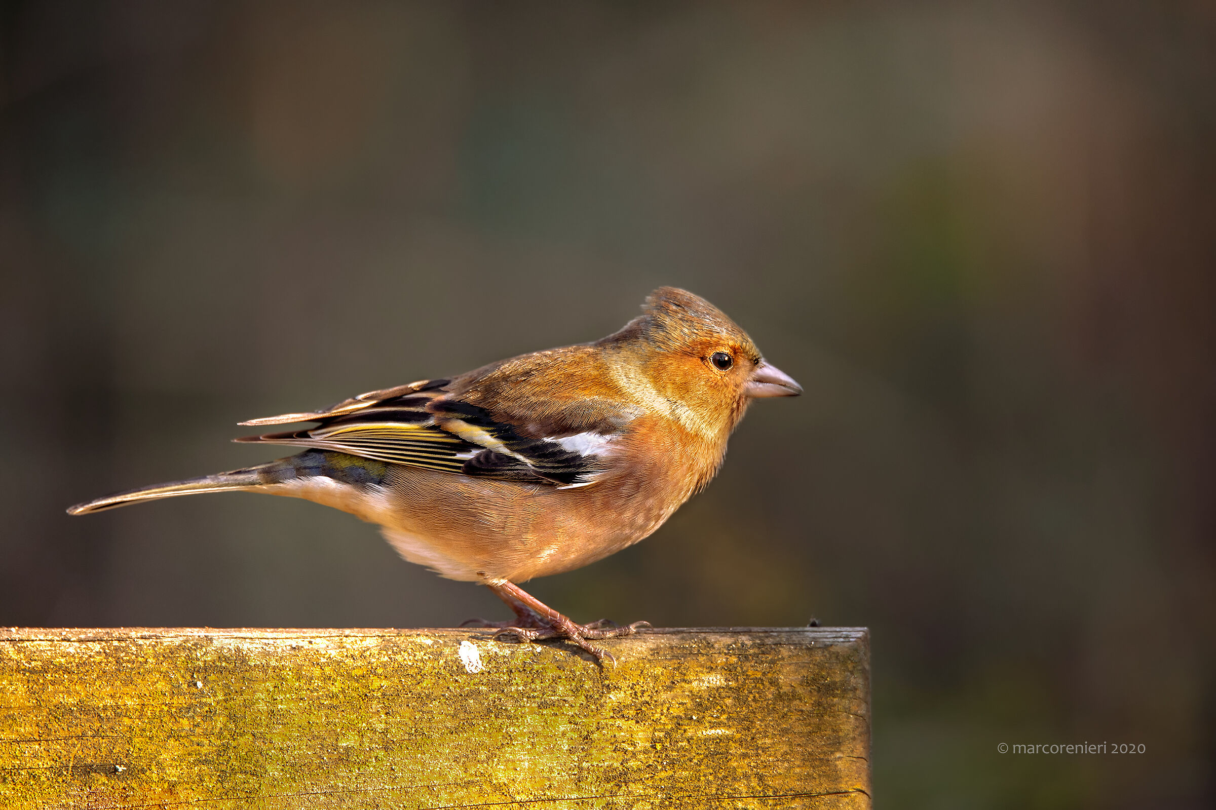 Fringuello al calar del sole