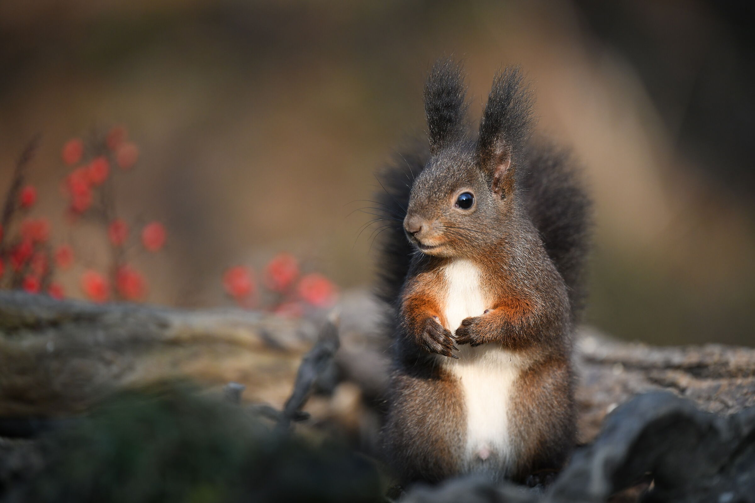 red squirrel