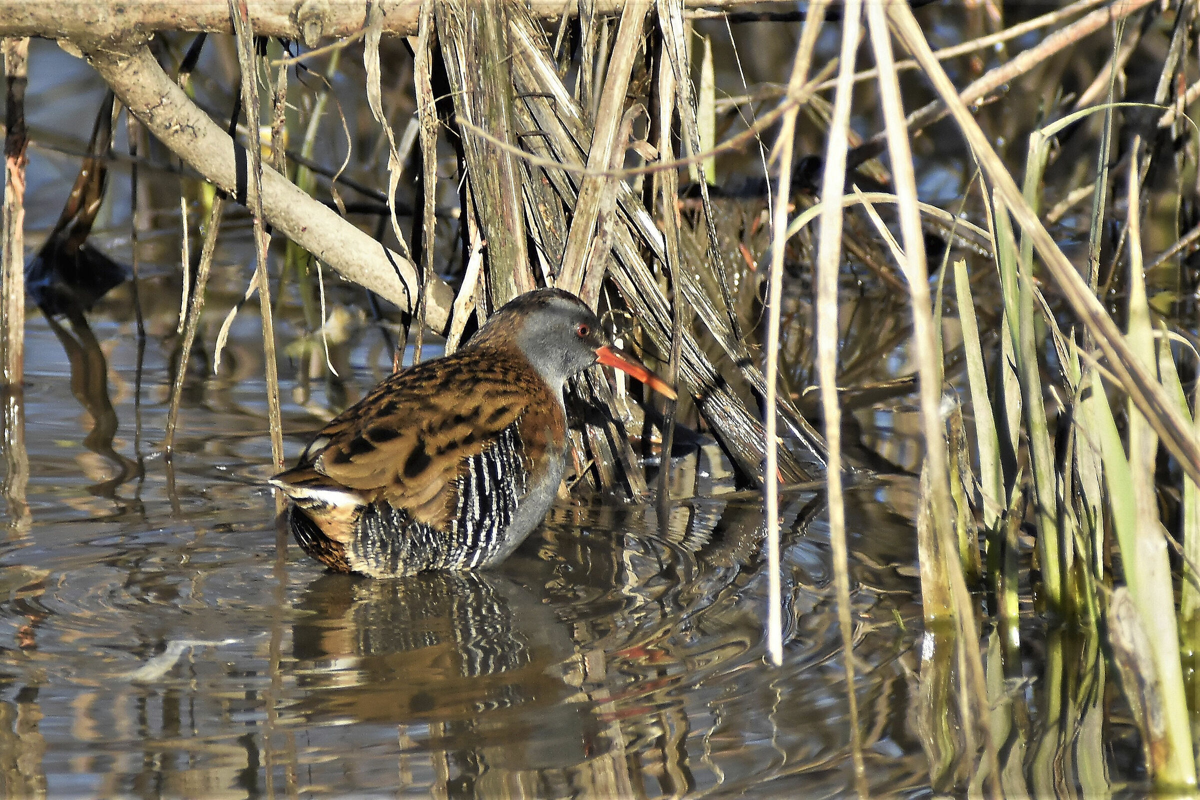 pigsty at the castle park egnano
