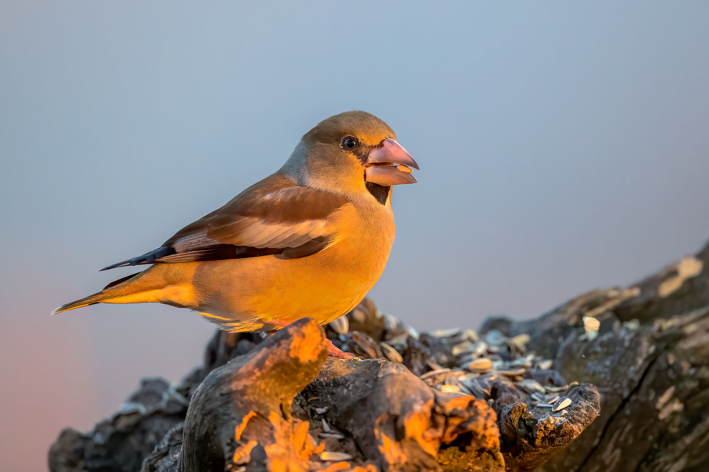 Frosone alle prime luci dell'alba