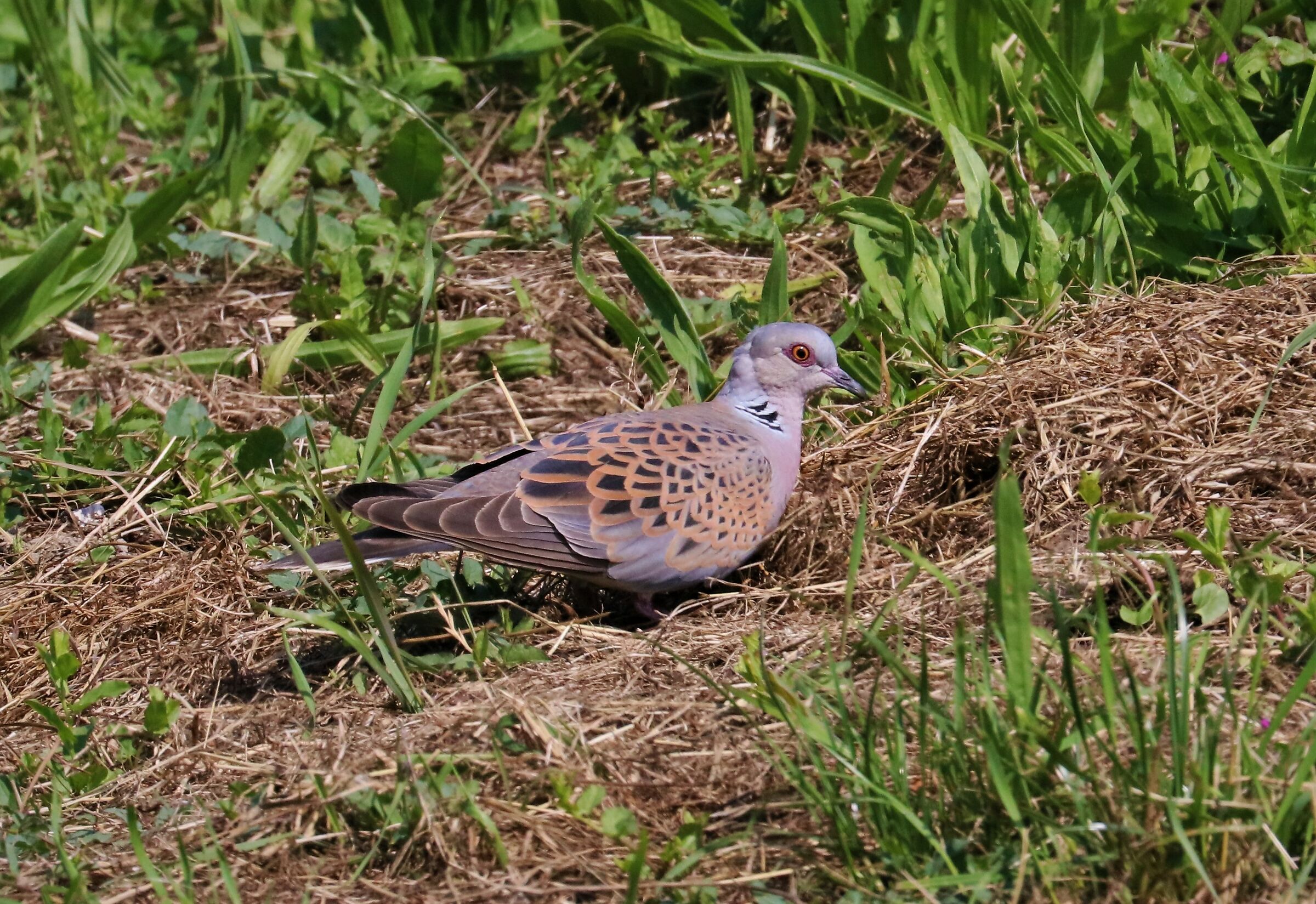 Tortora selvatica 01