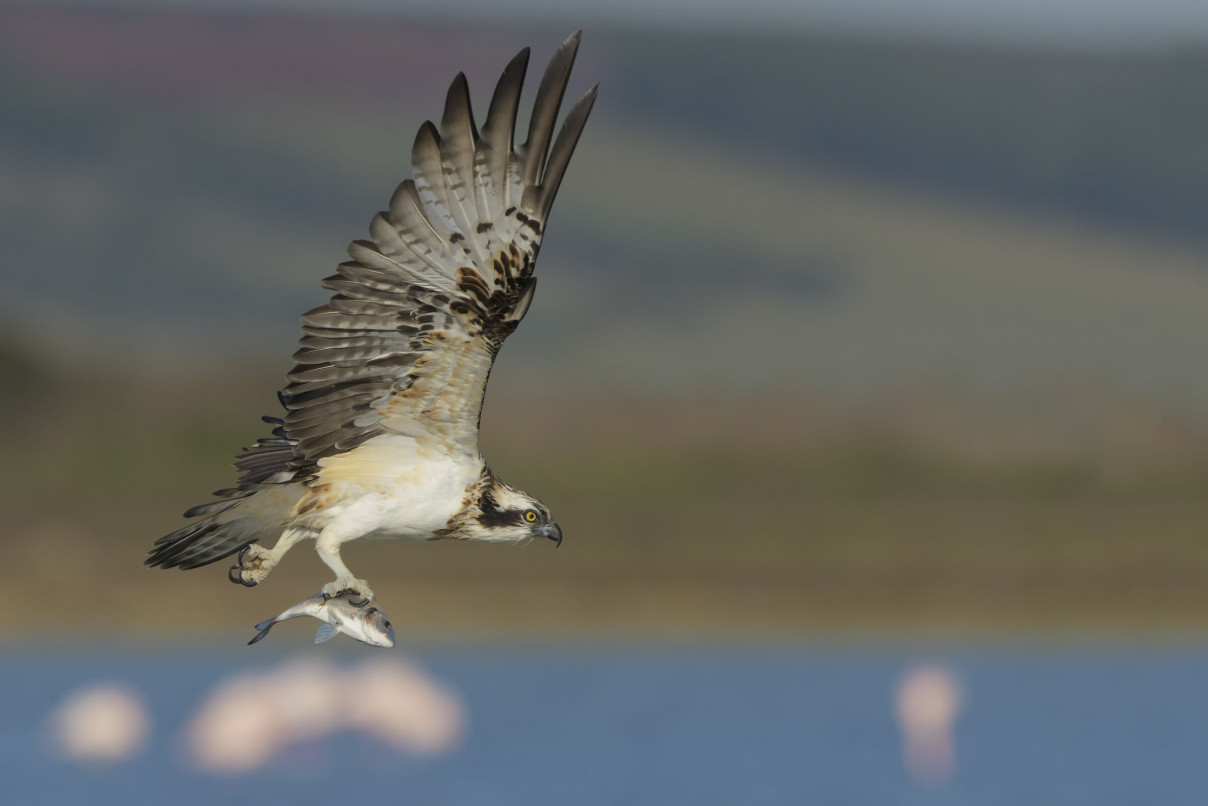 falco pescatore con orata