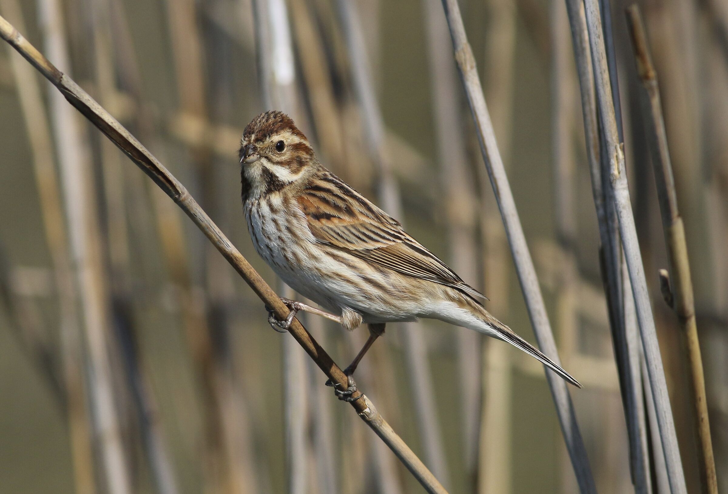 Migliarino di palude